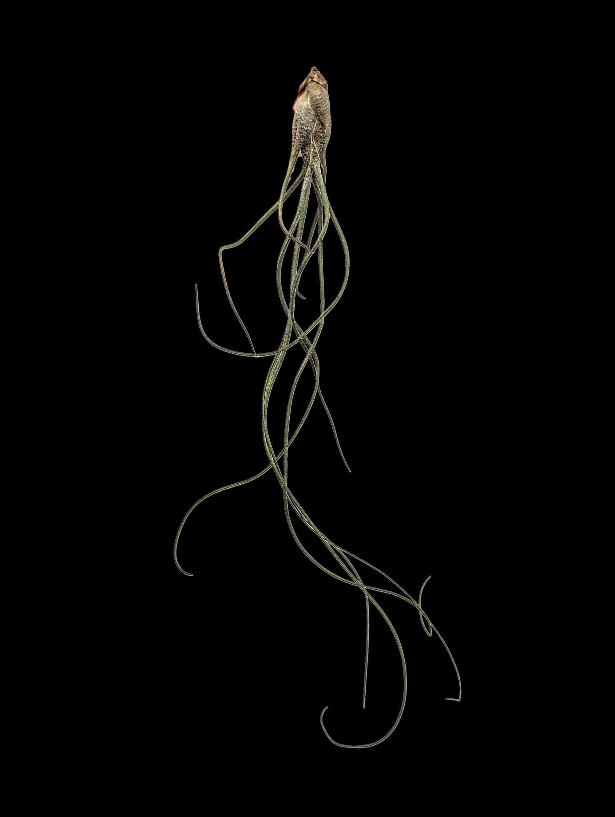 Tillandsia butzii