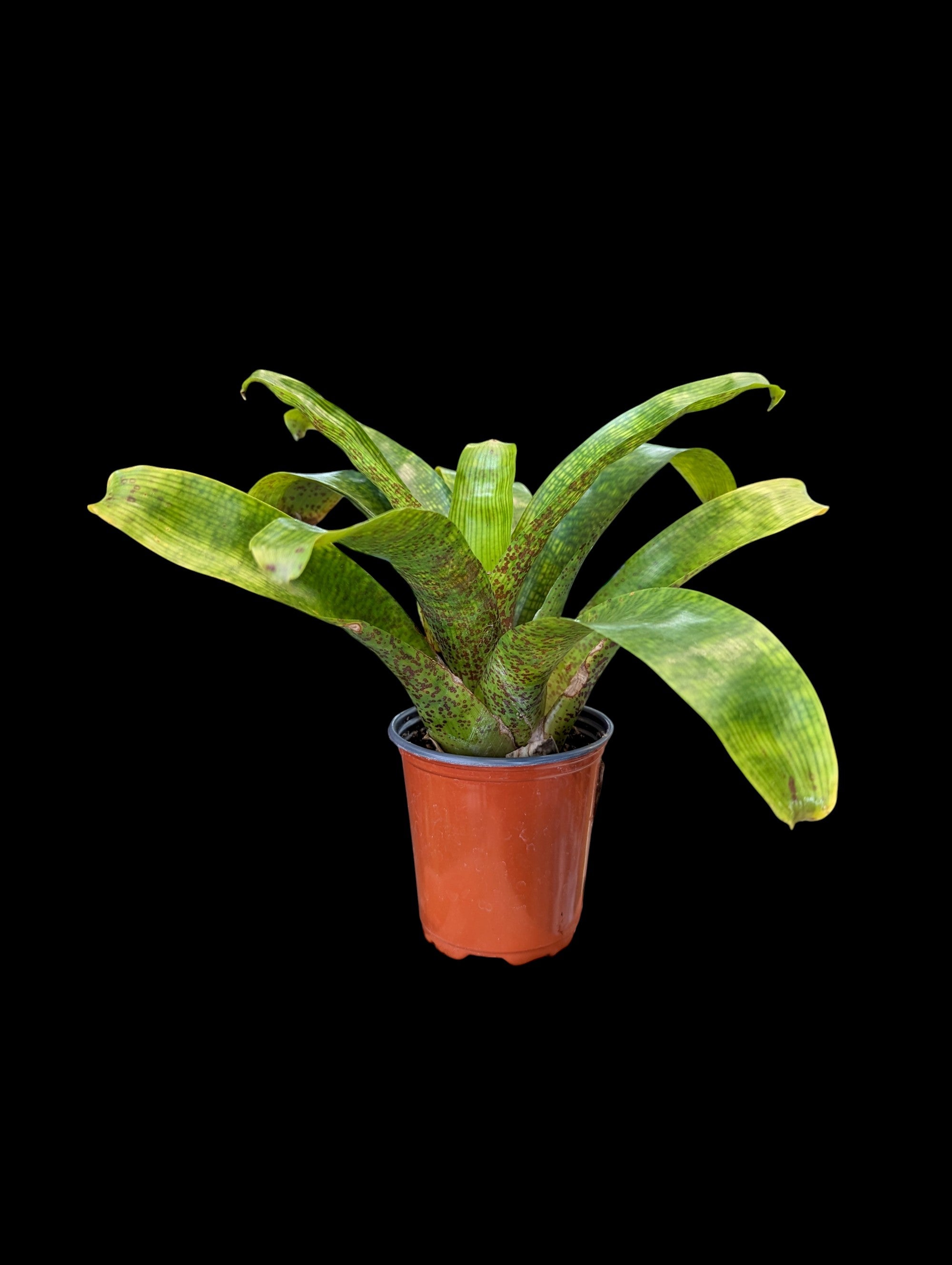 ブロメリア・エアープランツ Vriesea Fenestralis Vriesea fenestralis – bromeliad.com