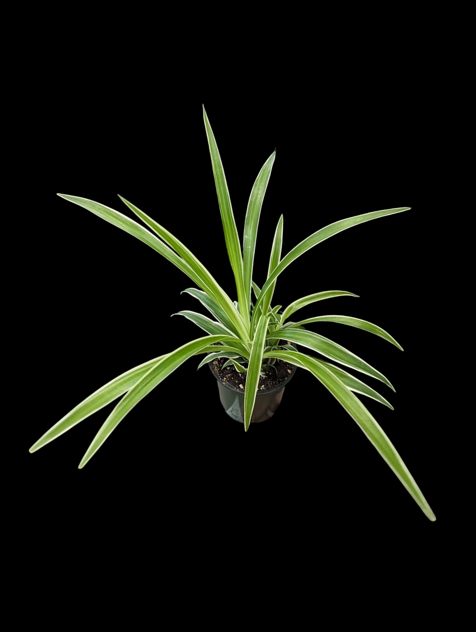 spider plant reverse Reverse Spider Plant