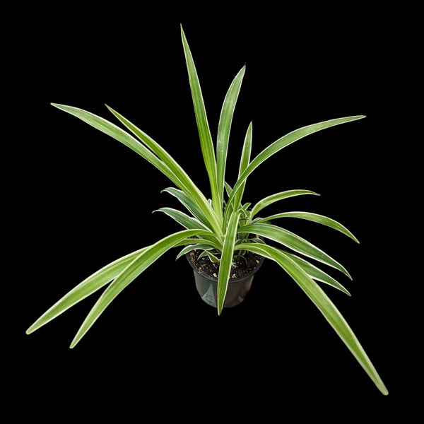 chlorophytum spider reverse Reverse Spider Plant