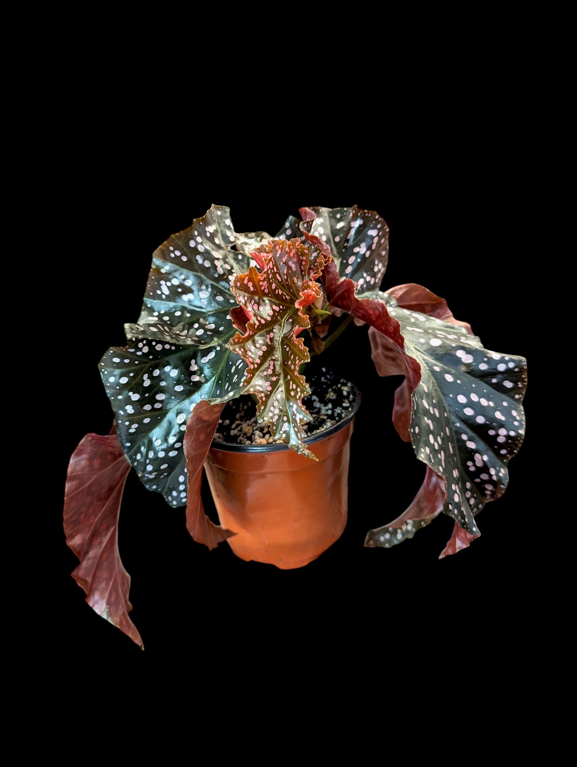 Begonia Cracklin Rosie