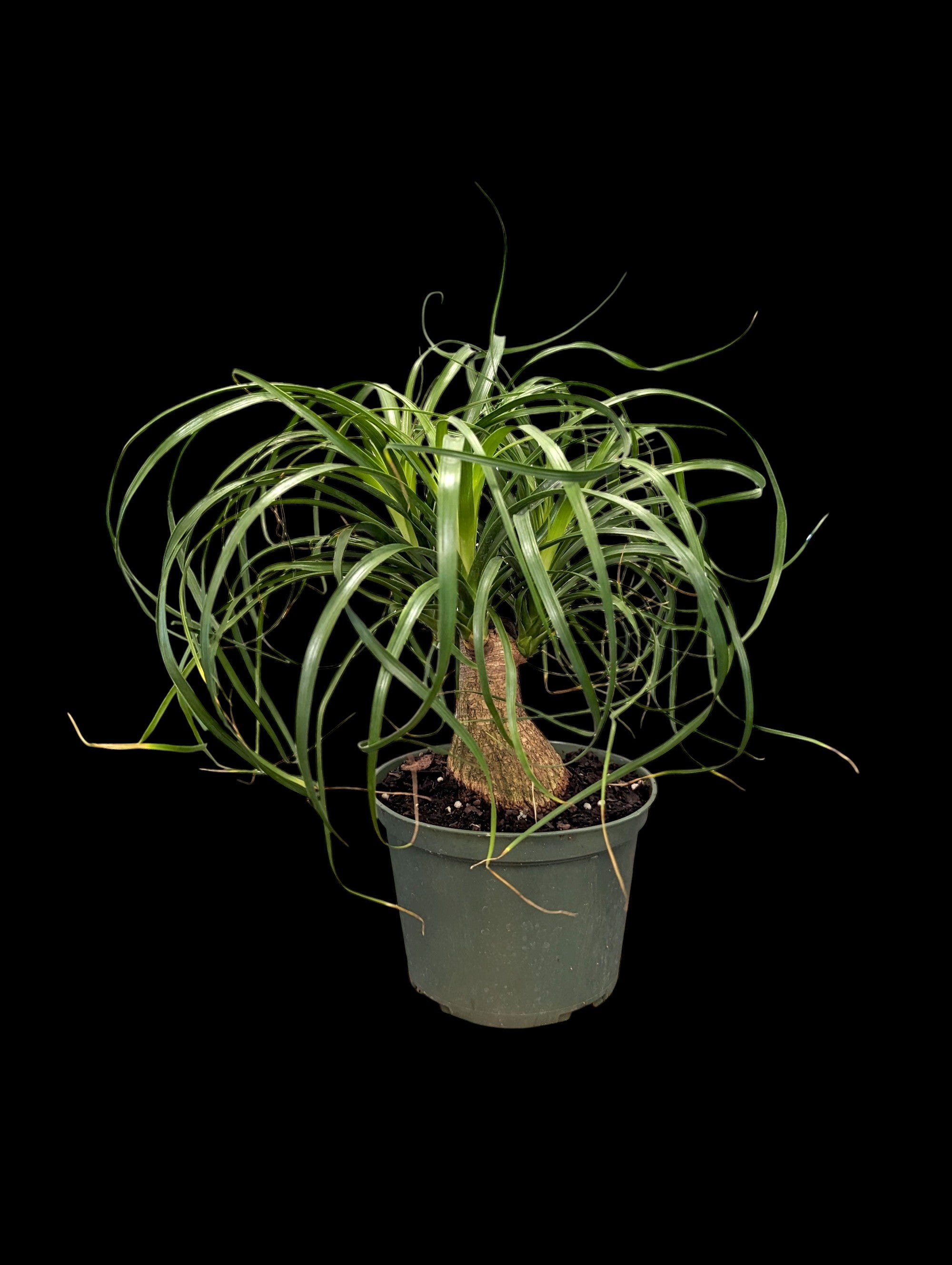 Palmier queue de cheval