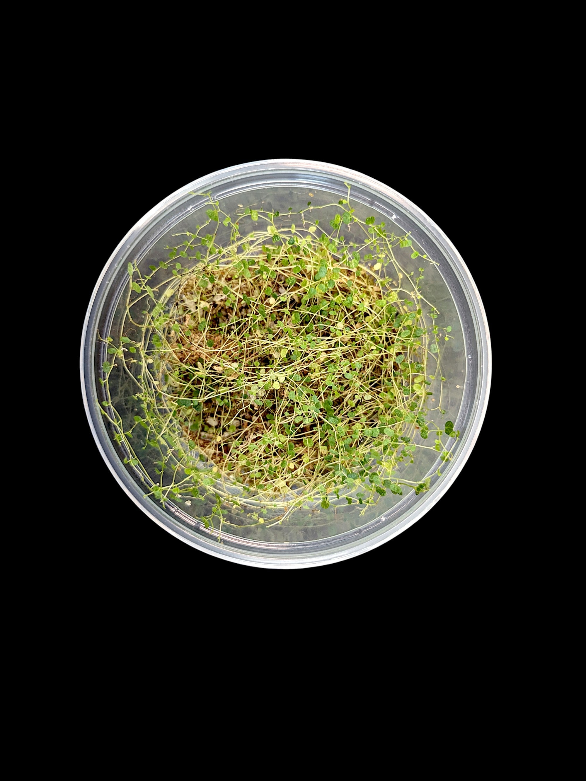 Peperomia emarginella