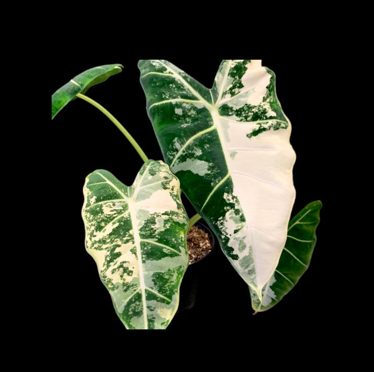 Alocasia Frydek Variagated