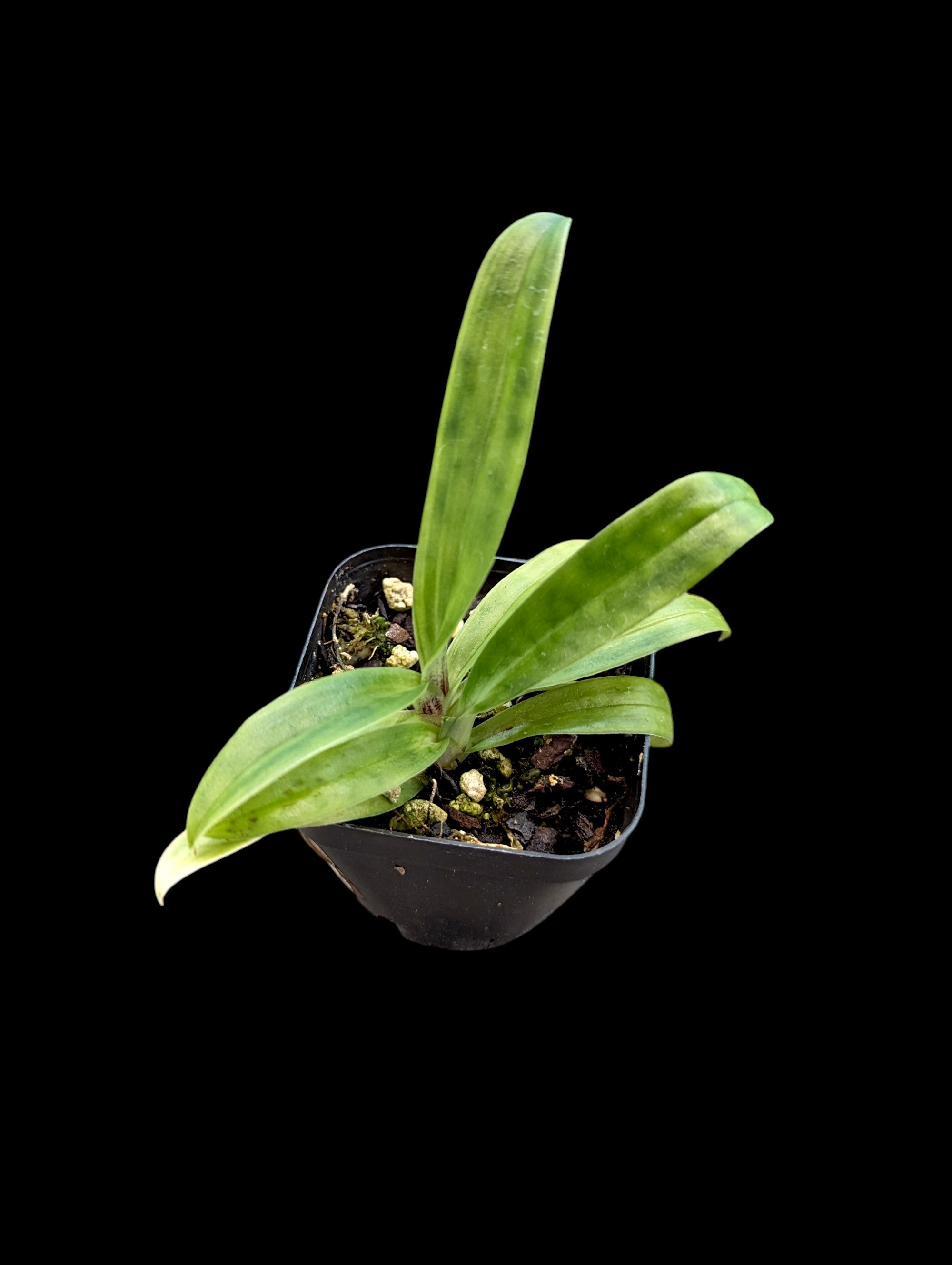 Paph.Macabre Illusion Burgundy x Petula's Sensation Tennat