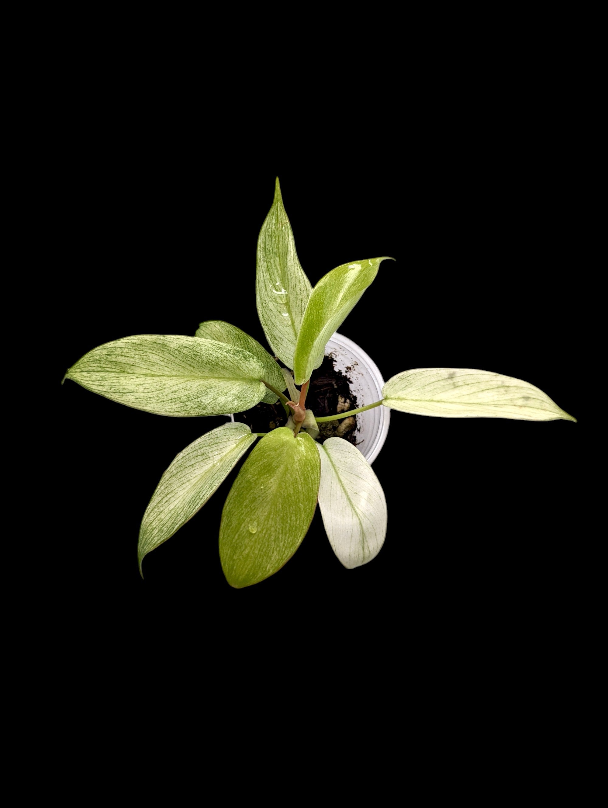 Philodendron Florida Ghost