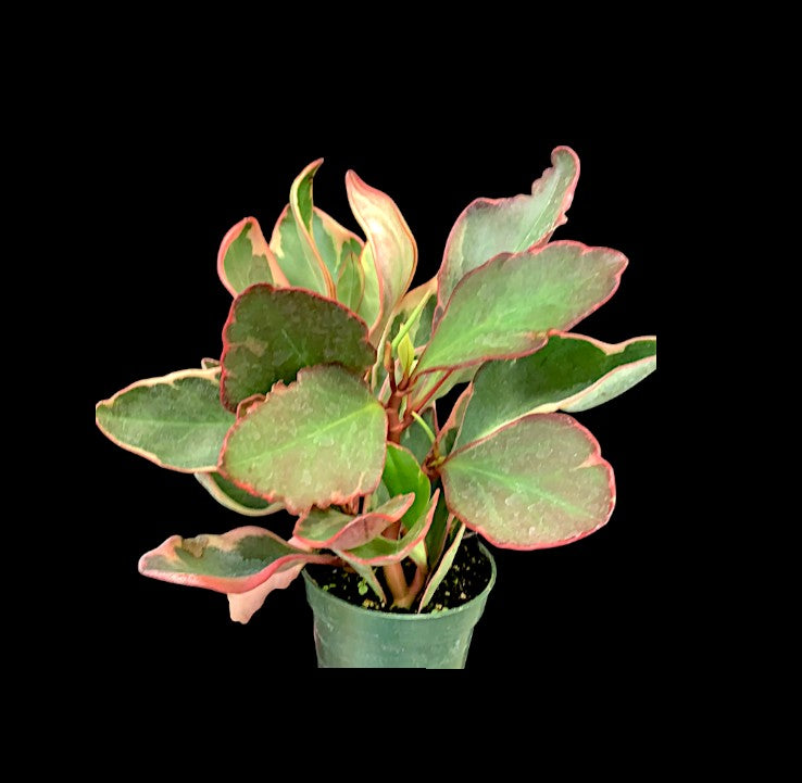 Peperomia 'Ginny'