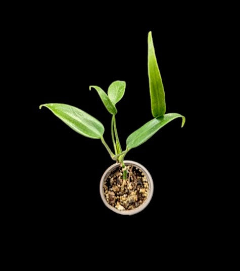 Monstera burle marx flame