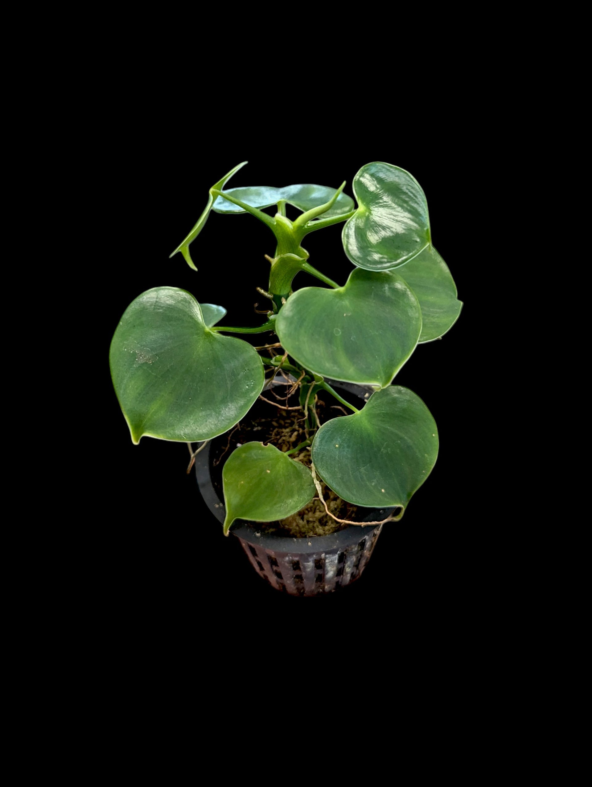 philodendron grazilae Philodendron grazielae