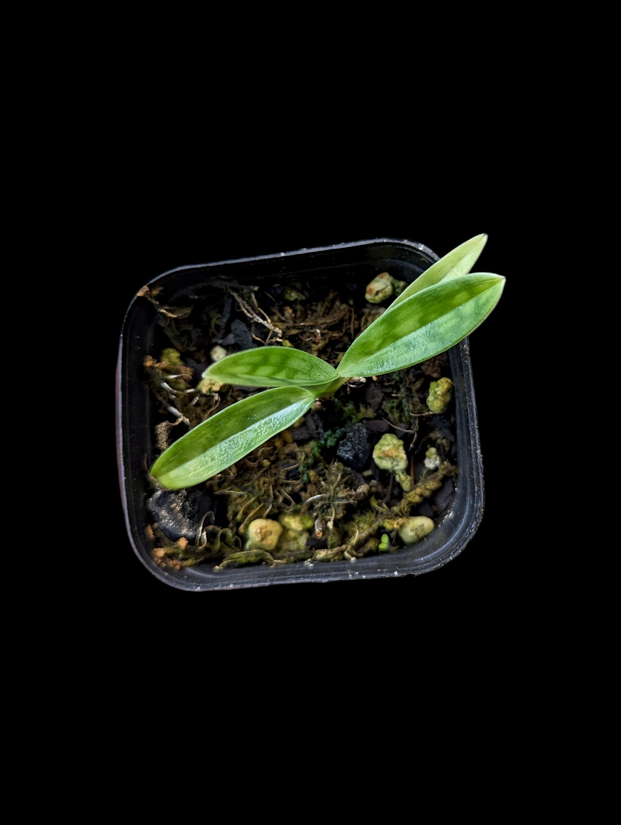 Paphiopedilum urbanianum