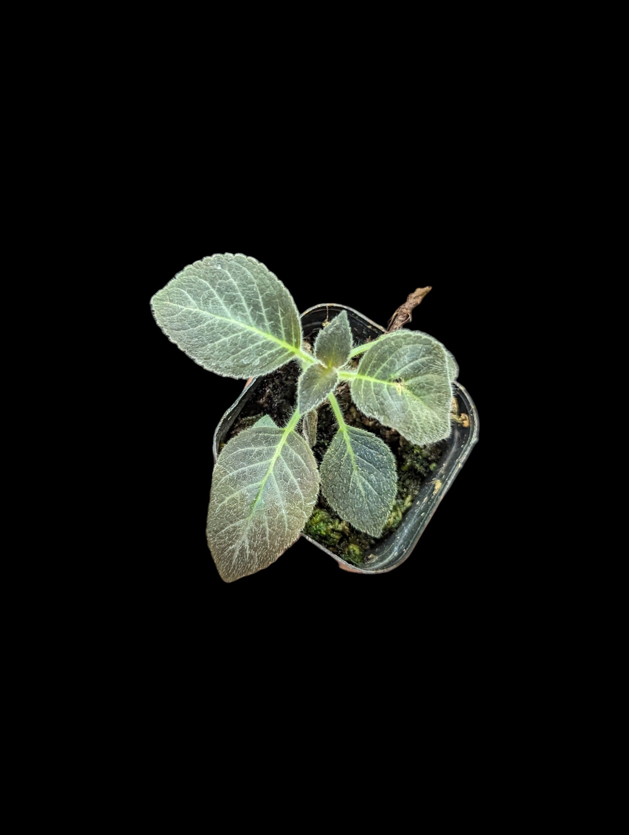 Kohleria amabilis