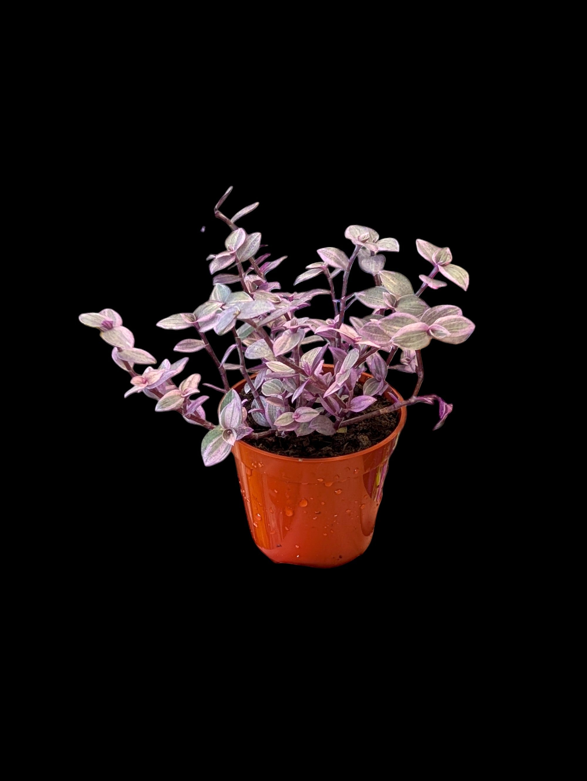 Callisia repens Panthère rose