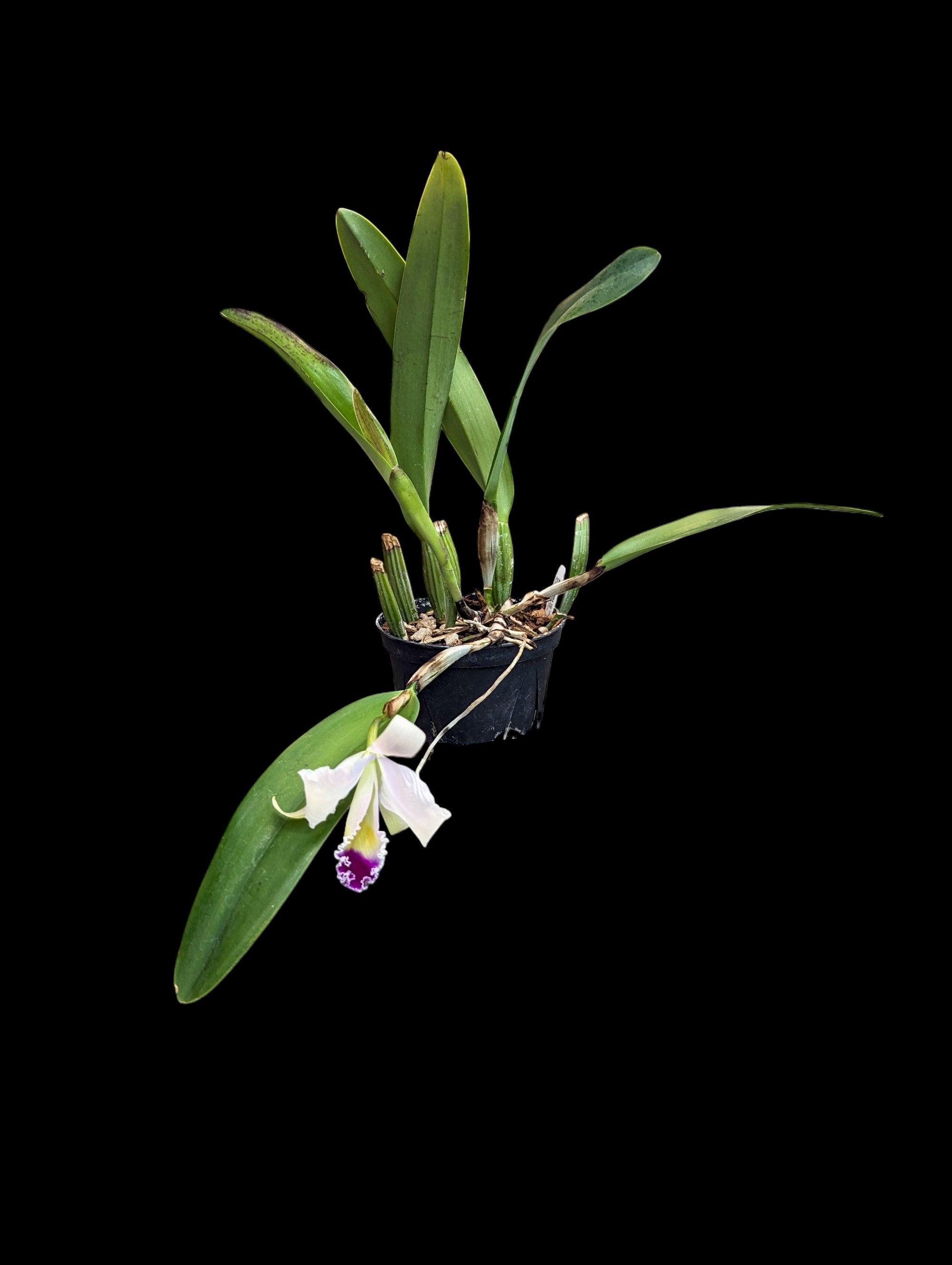 Cattleya trianae 'November Rose'