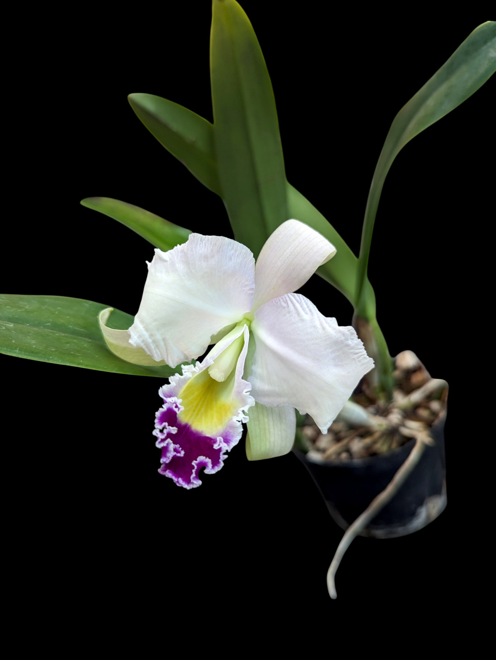 Cattleya trianae 'November Rose'