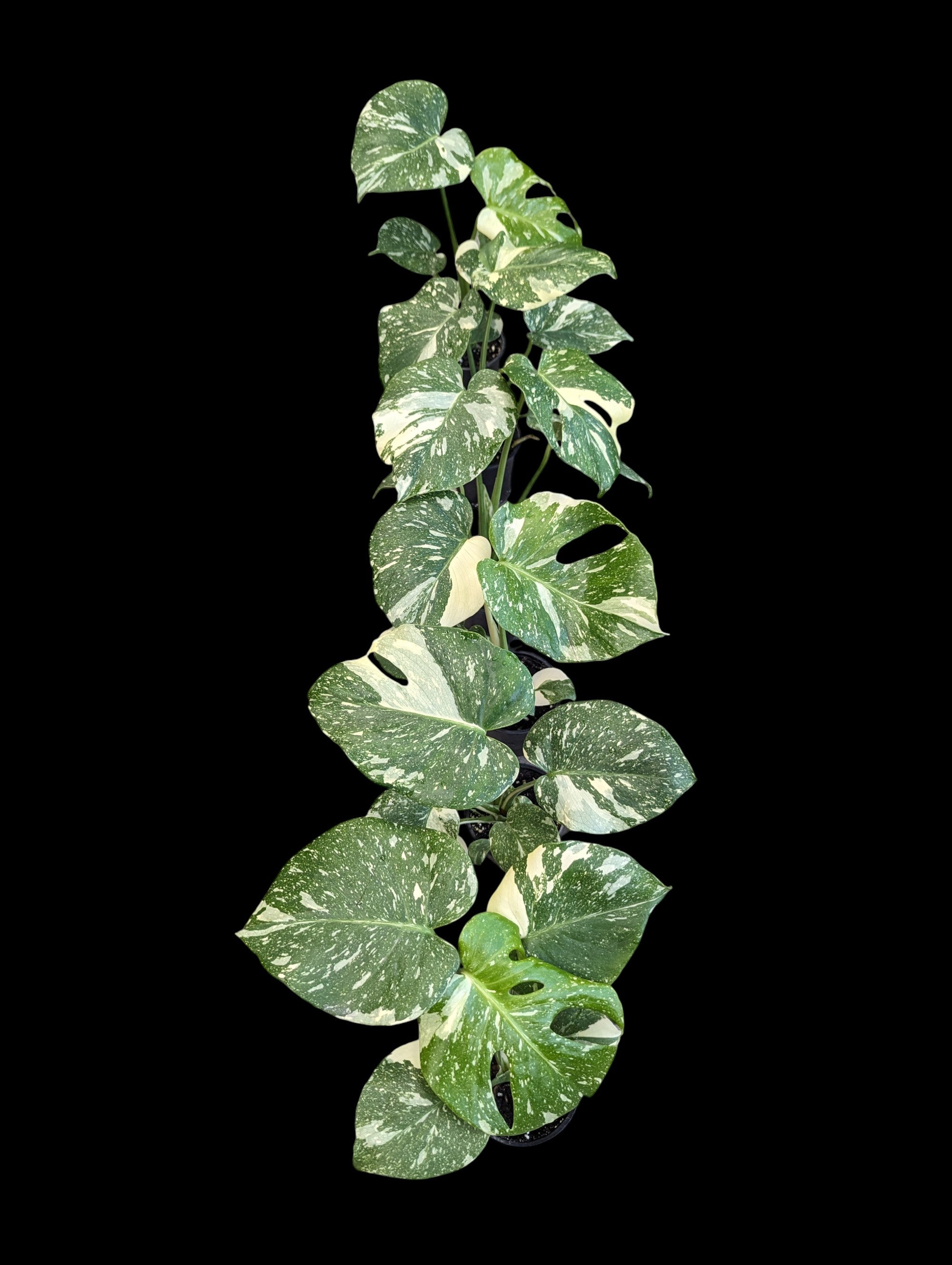 Monstera Thai Constellation