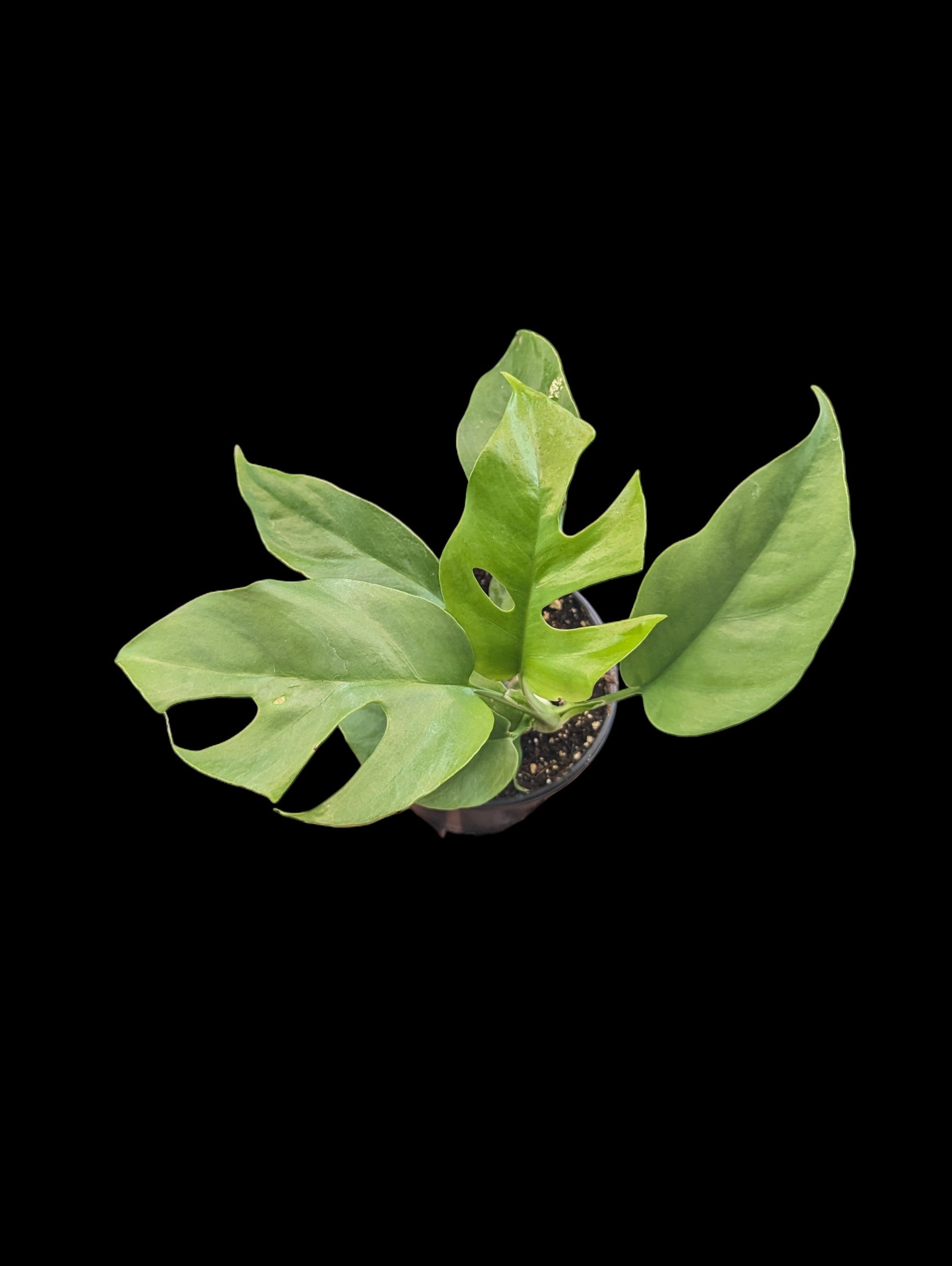 Rhaphidophora tetrasperma