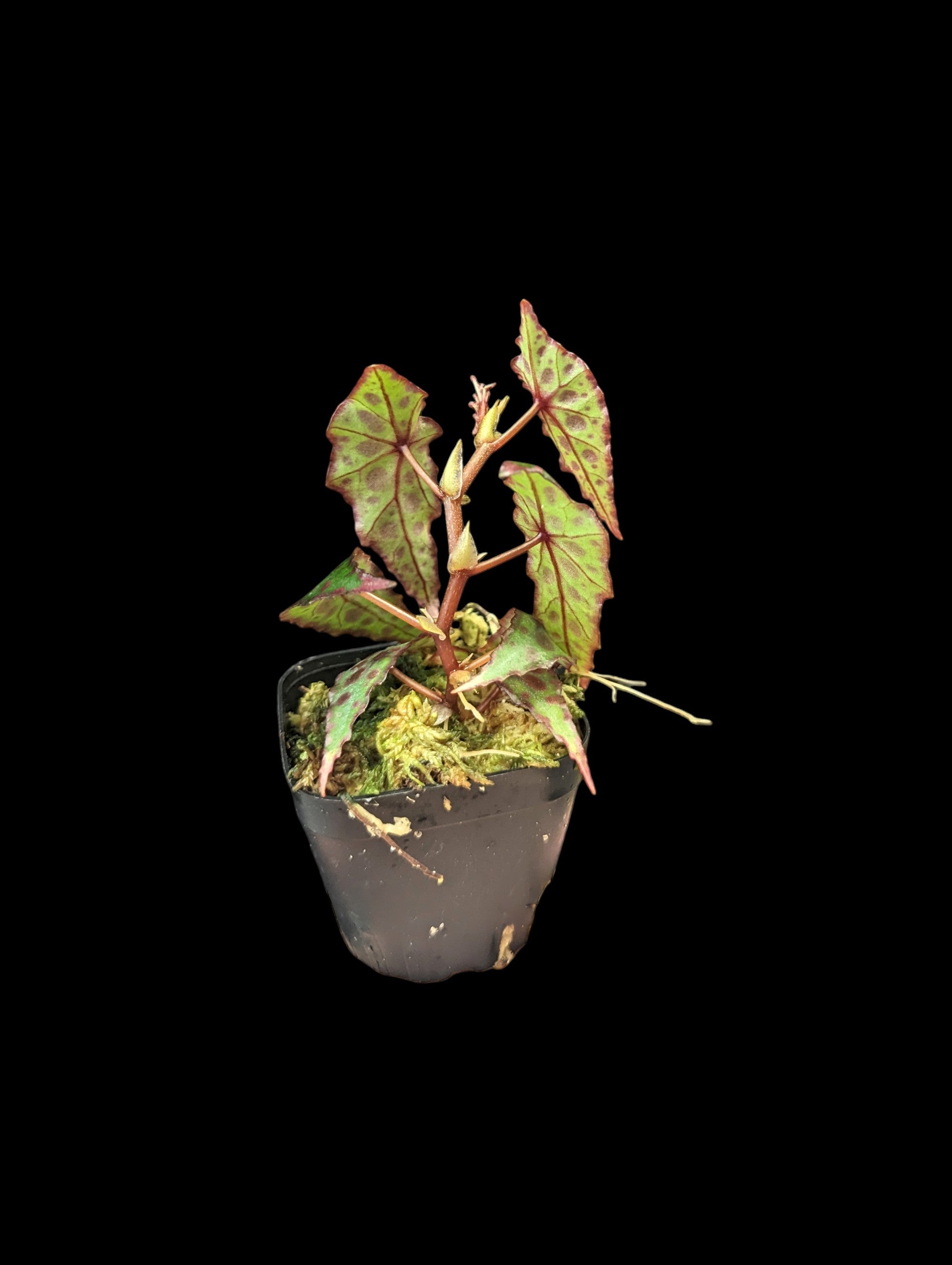 Begonia amphioxus