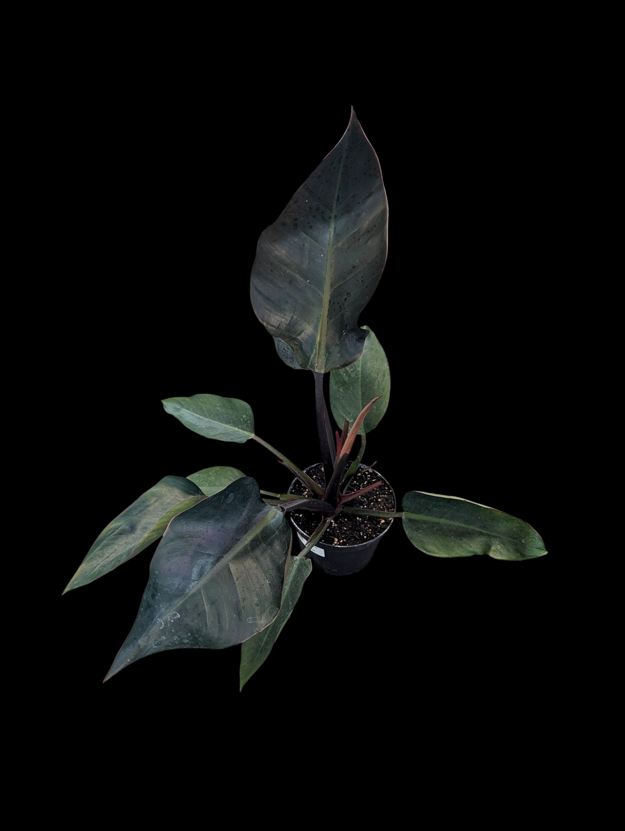 Philodendron Red Congo