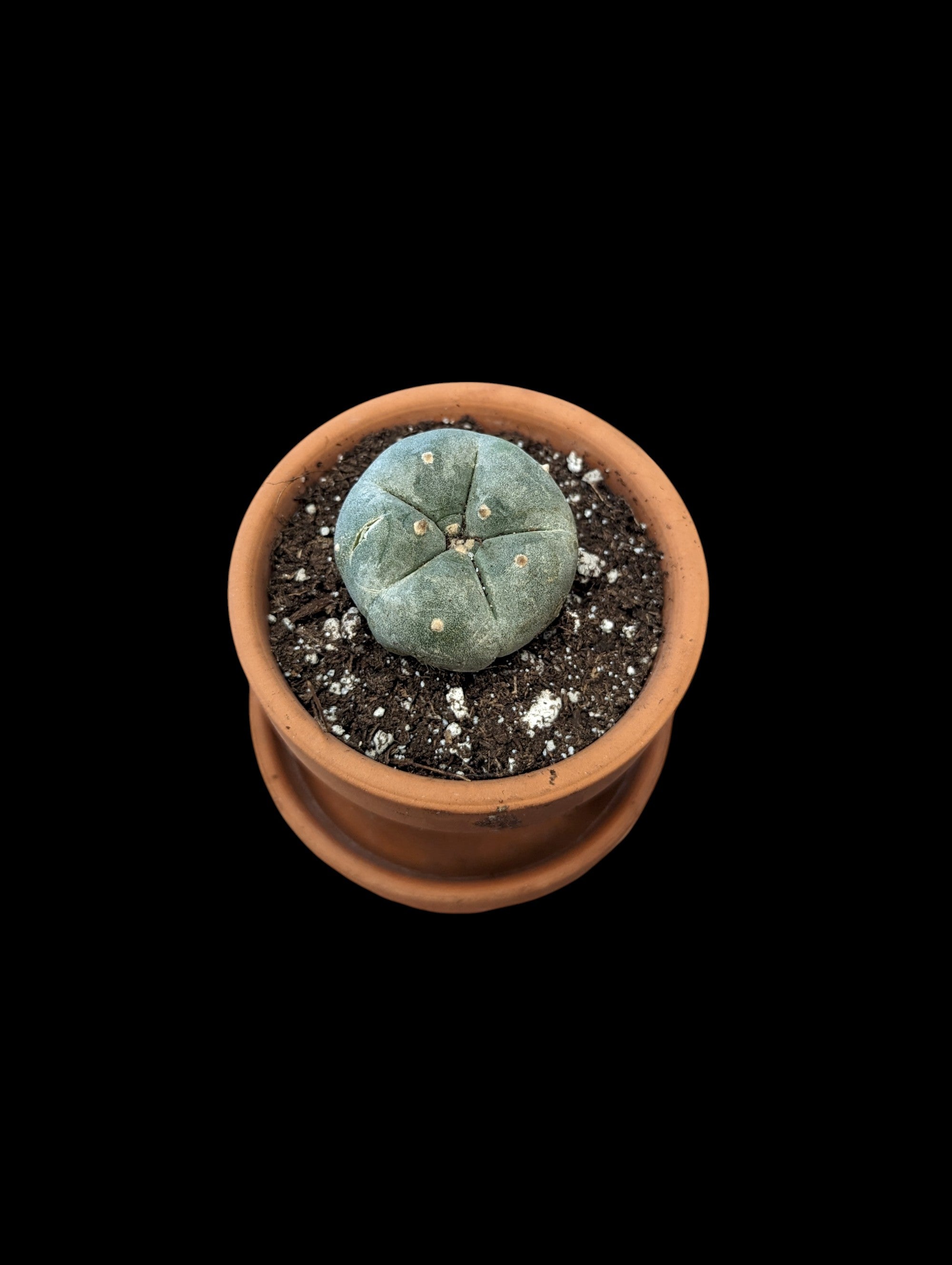 Lophophora williamsii