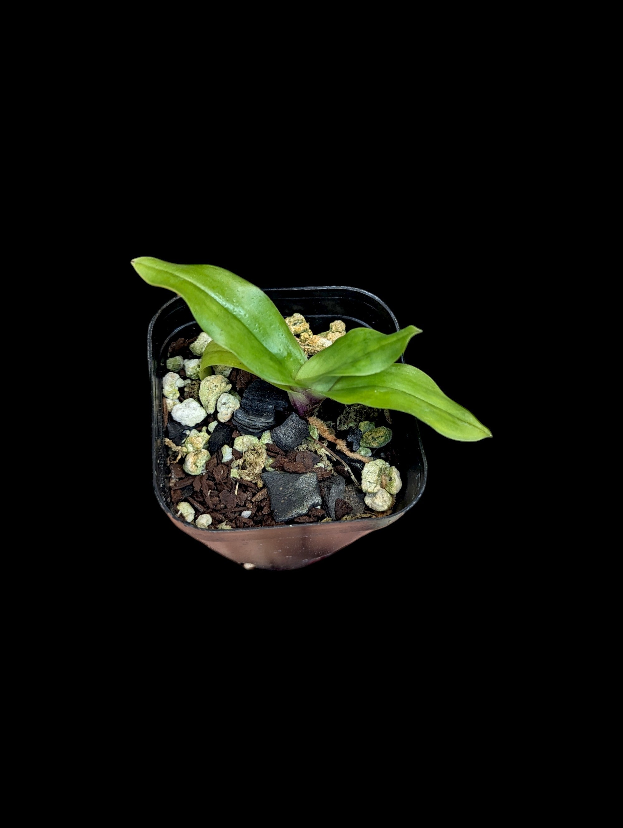 Paphiopedilum (Magic Paradise 'Merlot' x victoria-mariae)