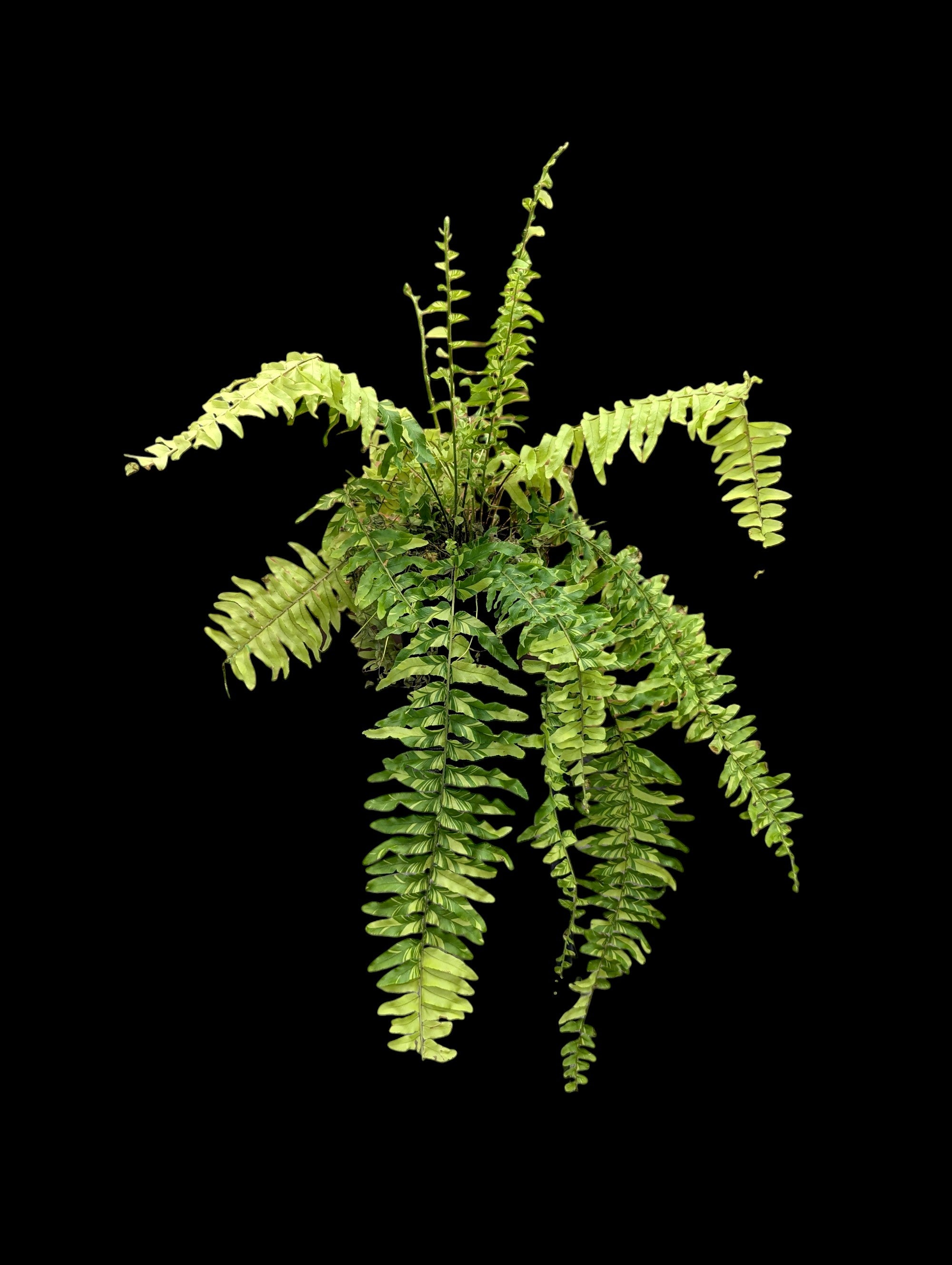 Tiger Stripe Boston Fern