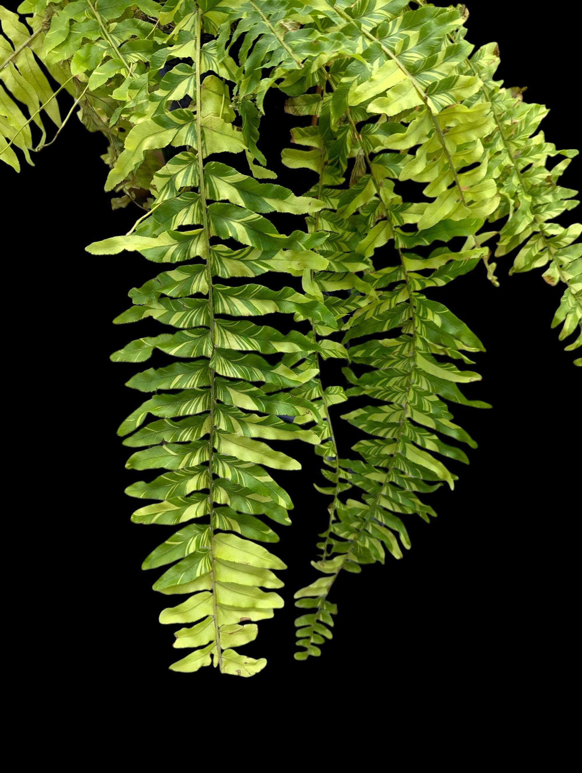Tiger Stripe Boston Fern