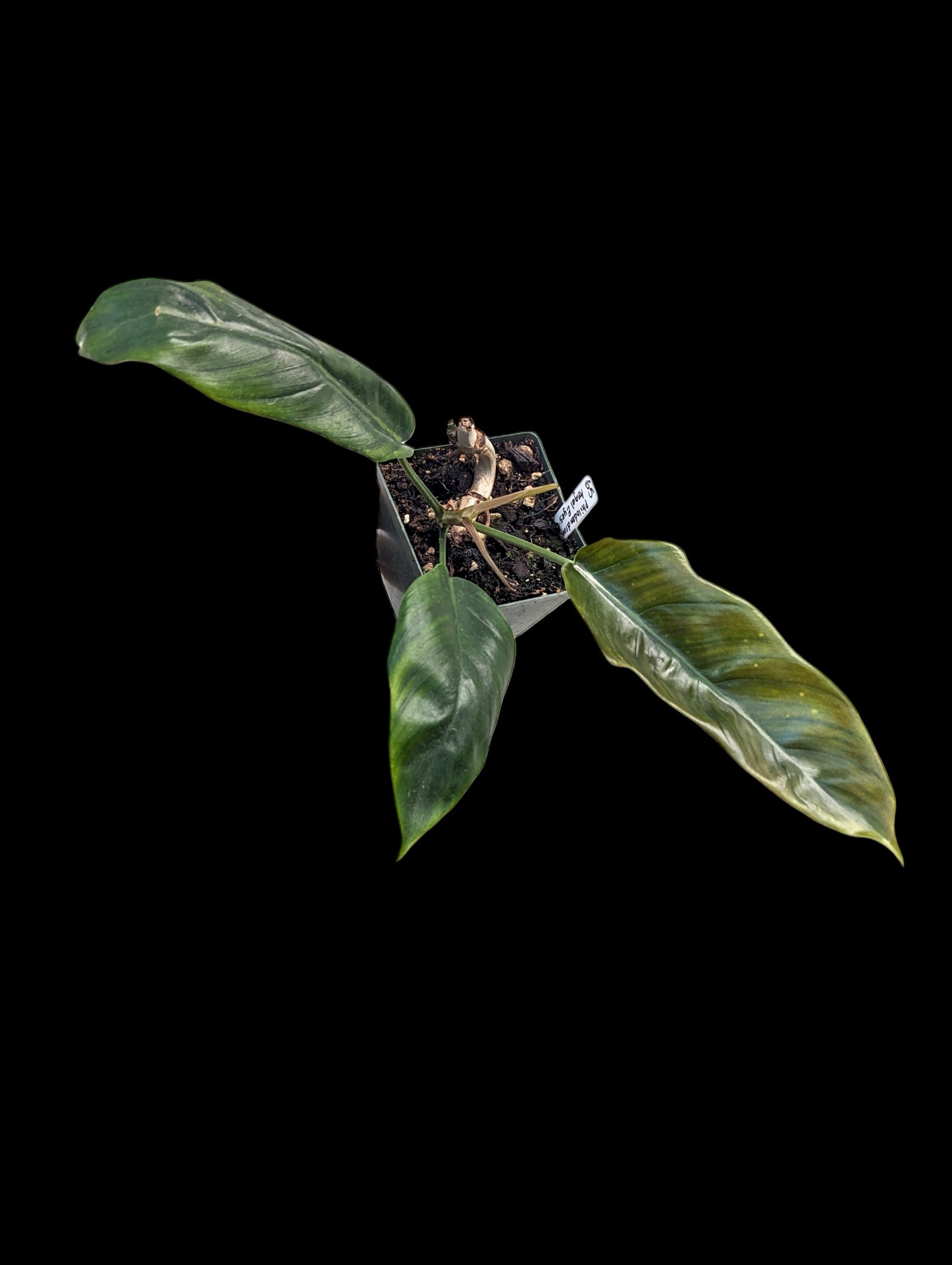 angel philodendron Philodendron Angel Eyes