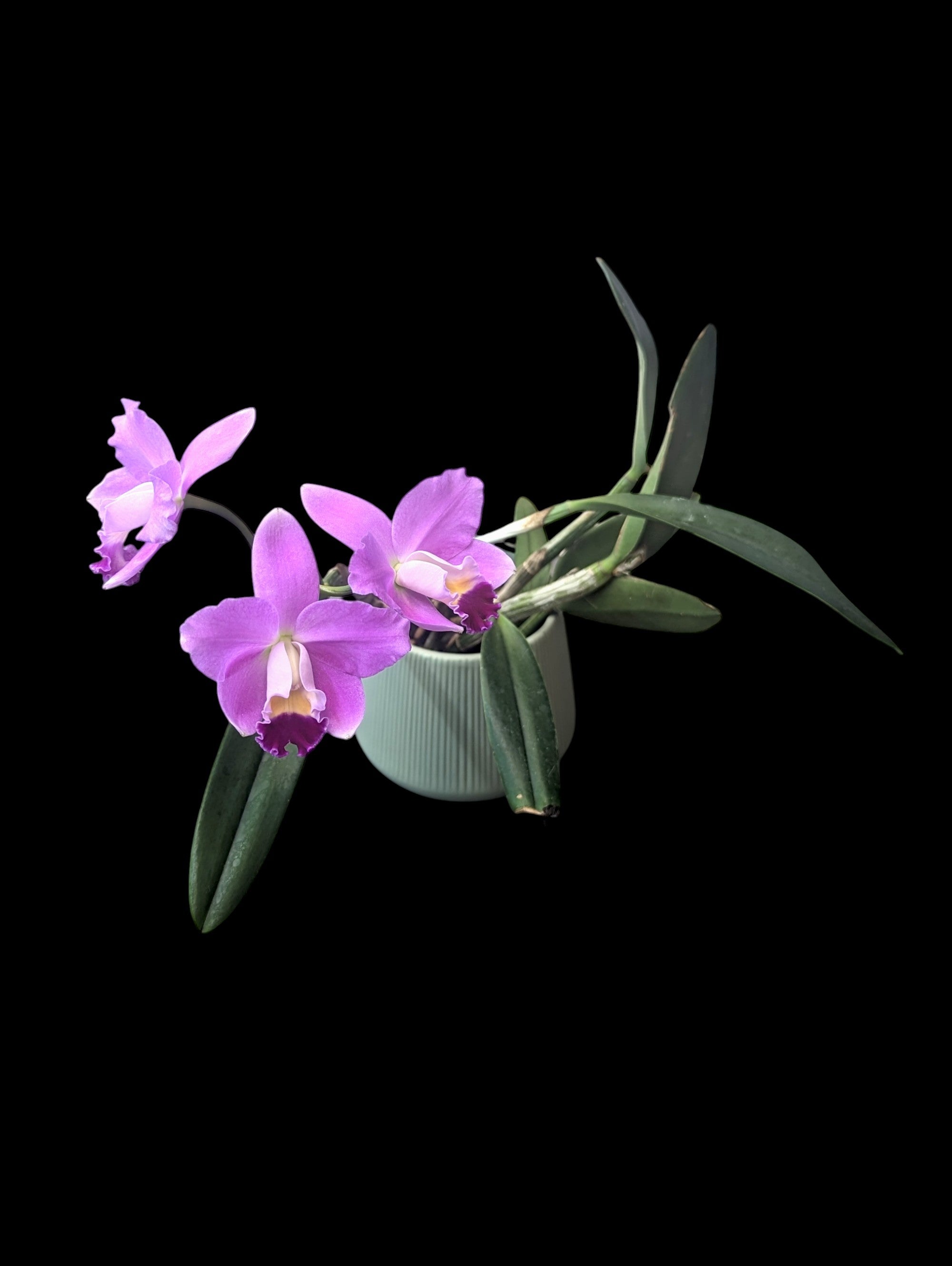 Ange bonbon Cattlianthe Sakura