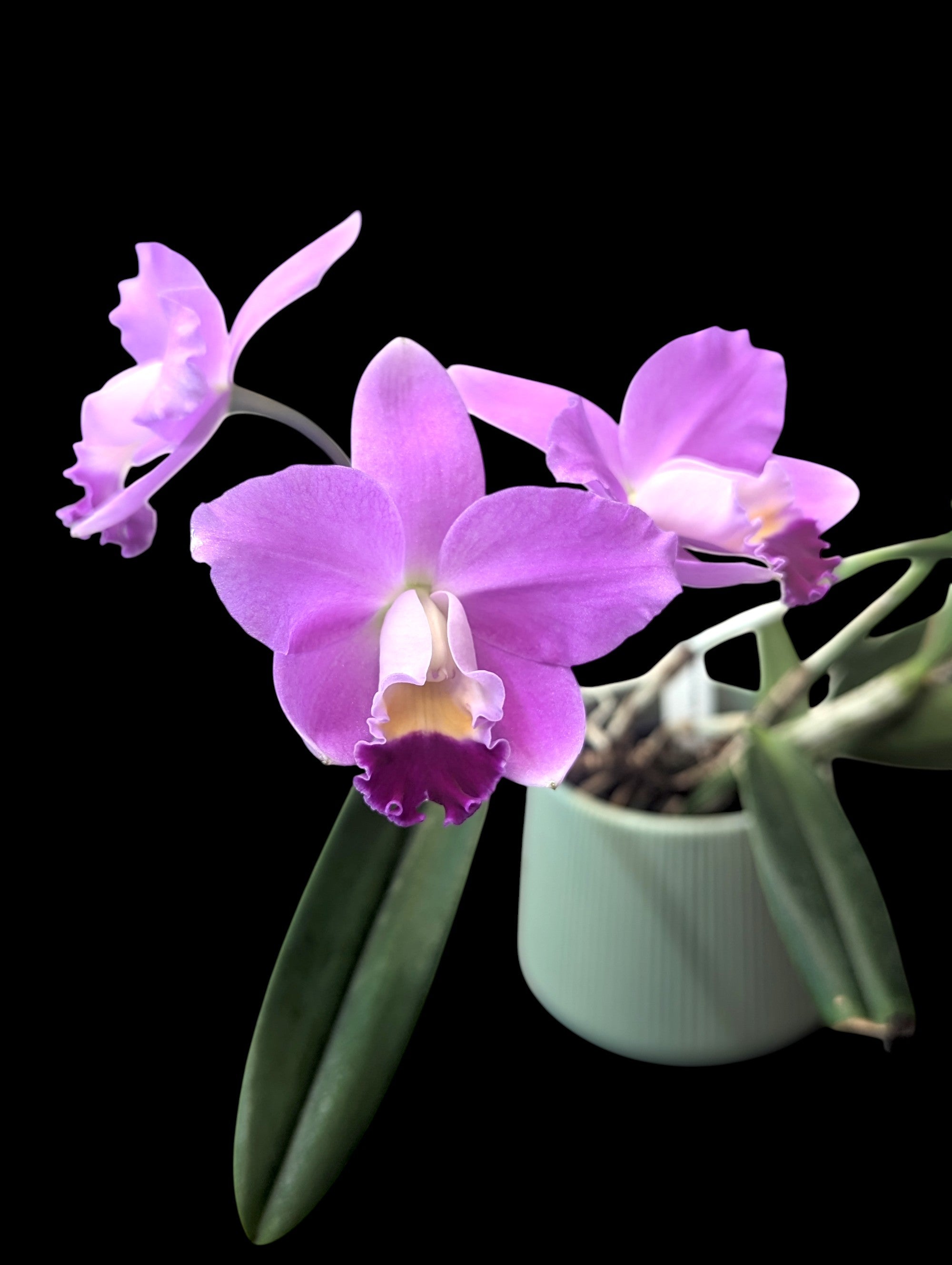 Cattlianthe Sakura Candy Angel