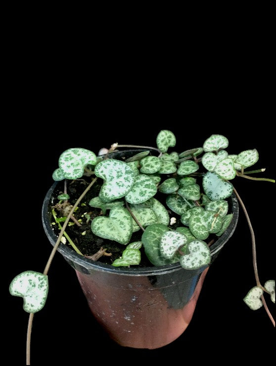 String of Hearts