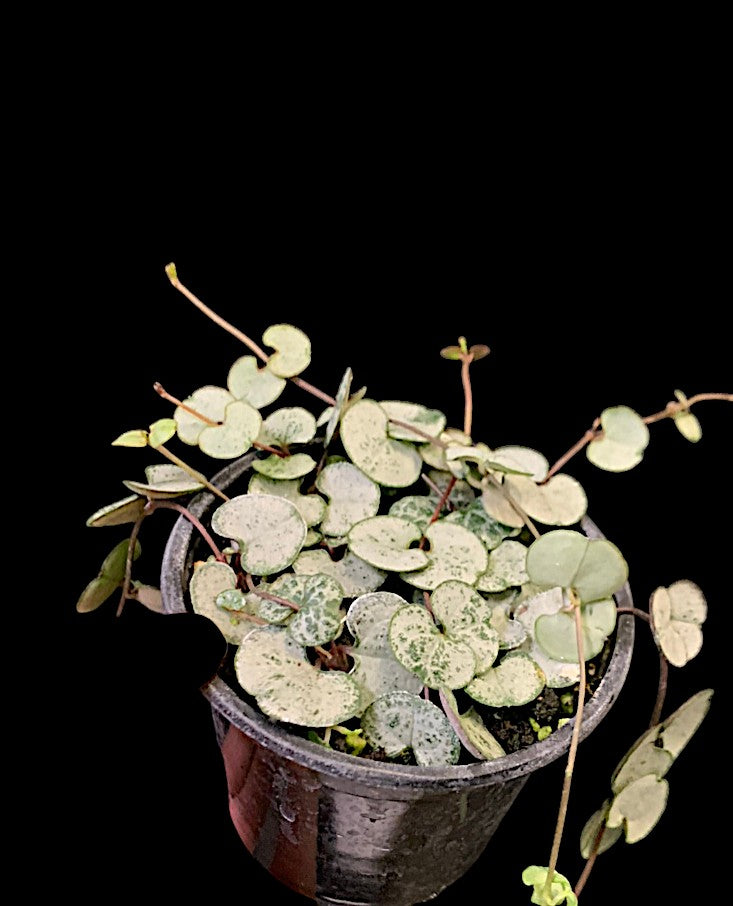 String of Hearts 'Silver Glory'