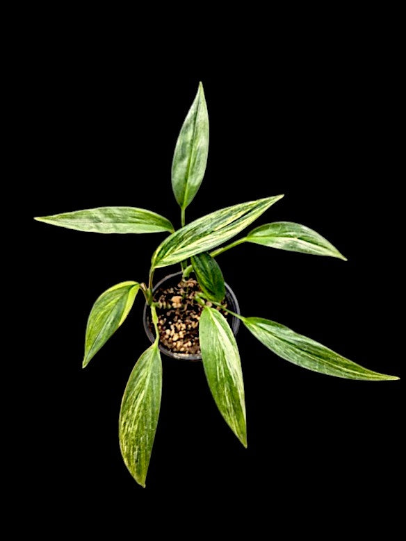 Epipremnum amplissimum variegata