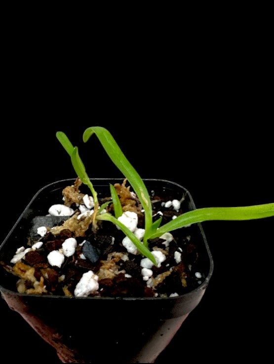 Paphiopedilum primulinum