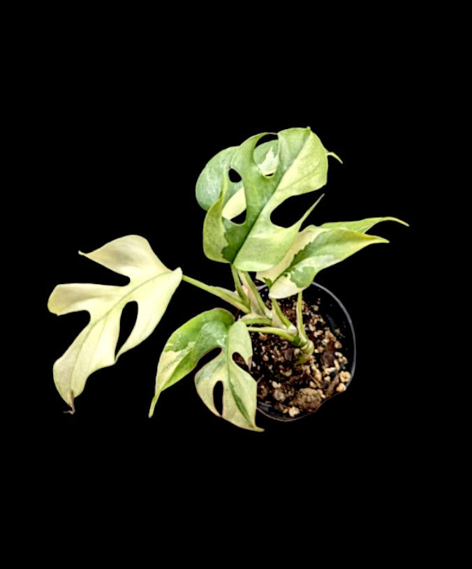 Rhaphidophora tetrasperma variegated