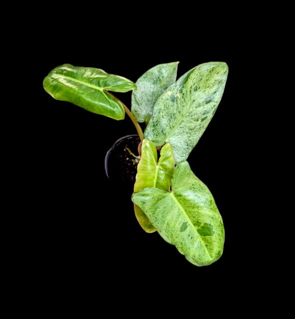 Philodendron paradis vert