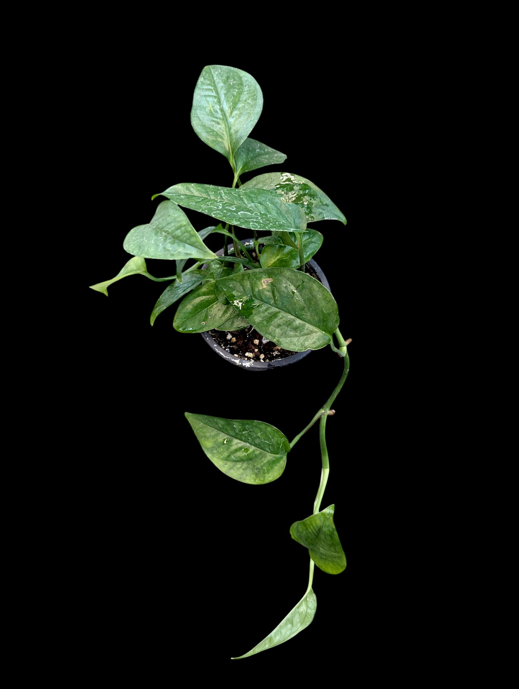 Epipremnum pinnatum