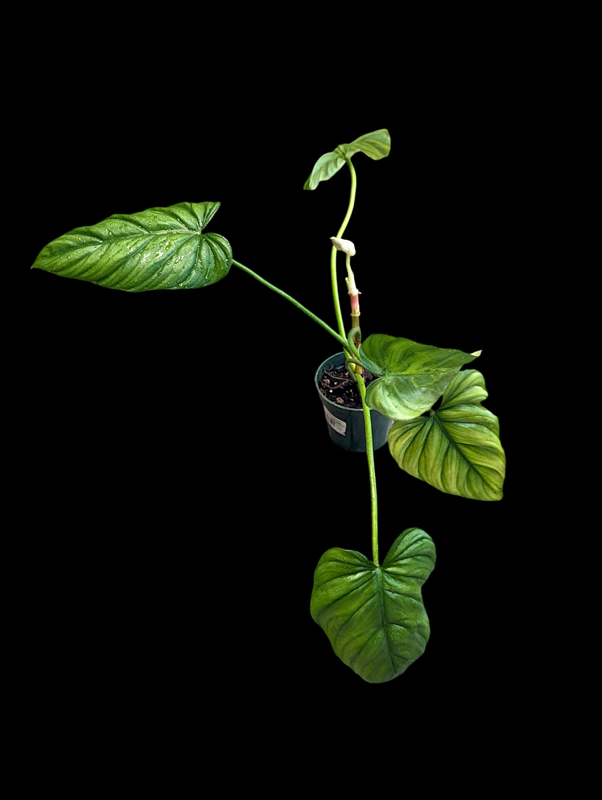 philodendron columbianum Philodendron Colombia