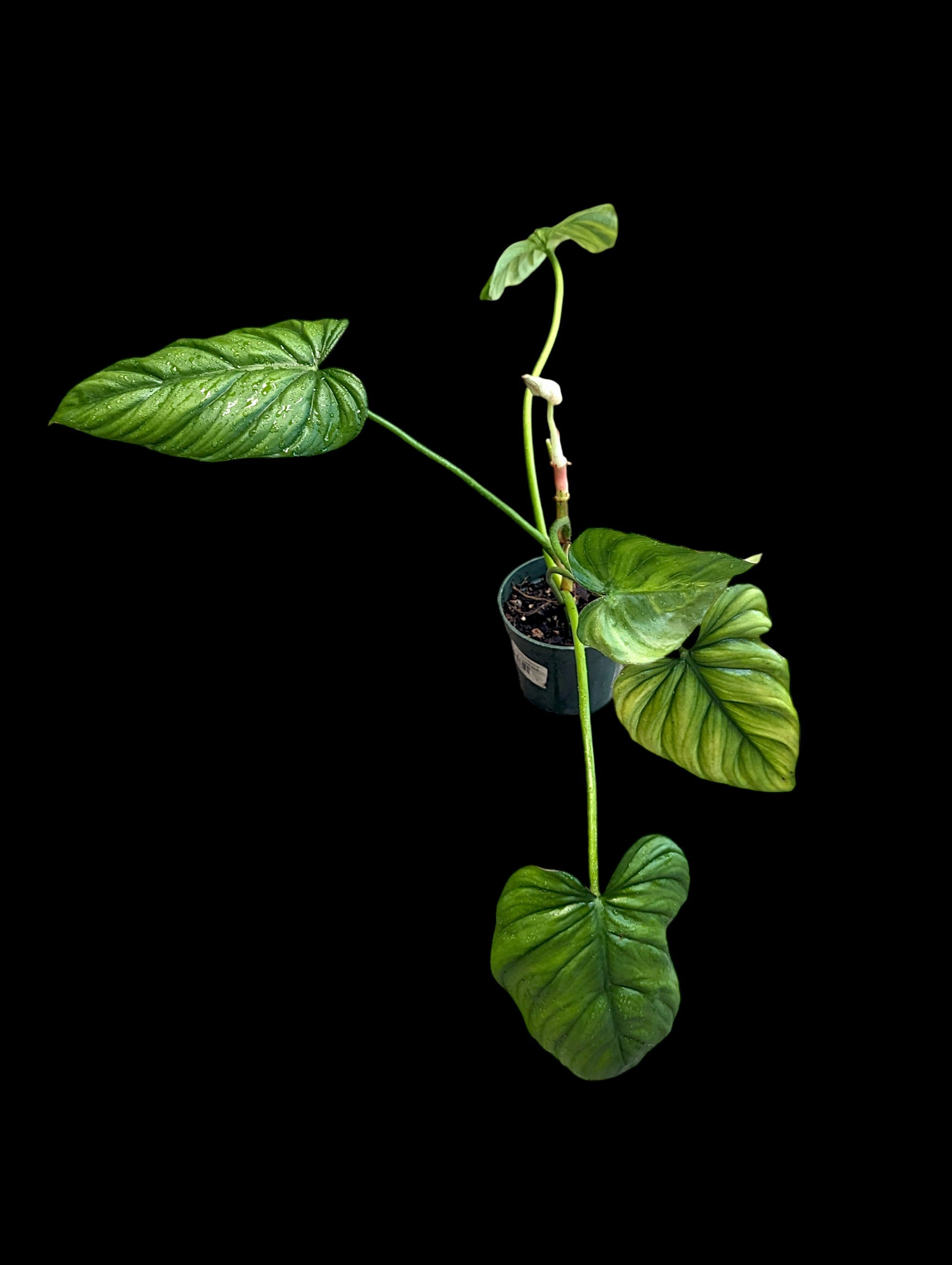 Philodendron Colombia