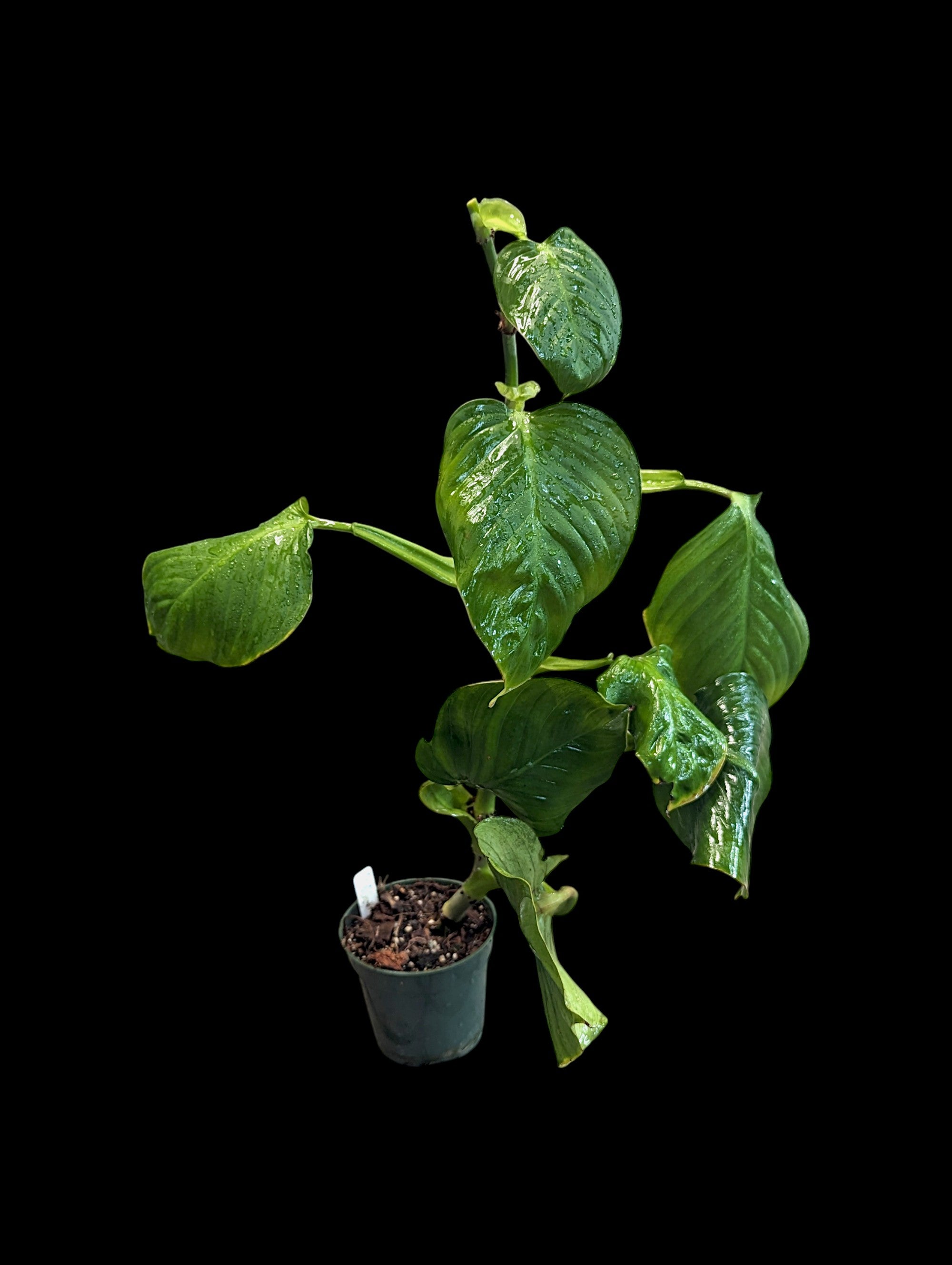 Philodendron smithii