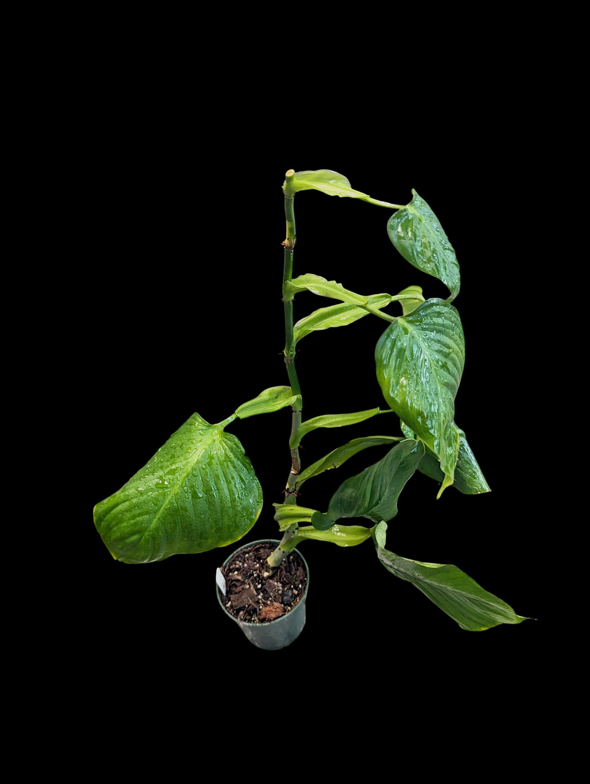 Philodendron smithii