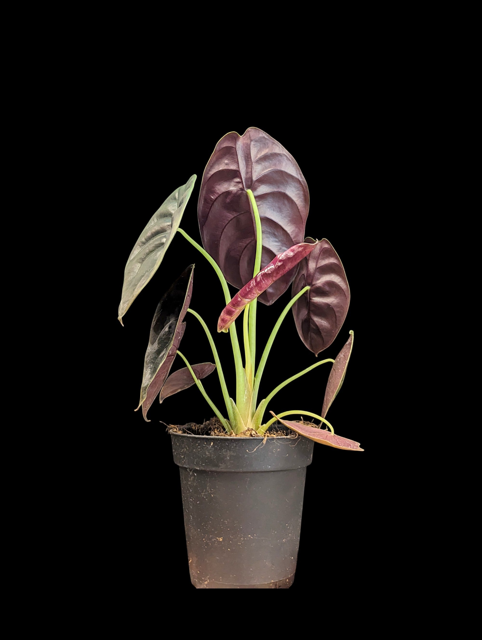 Alocasia cuprea