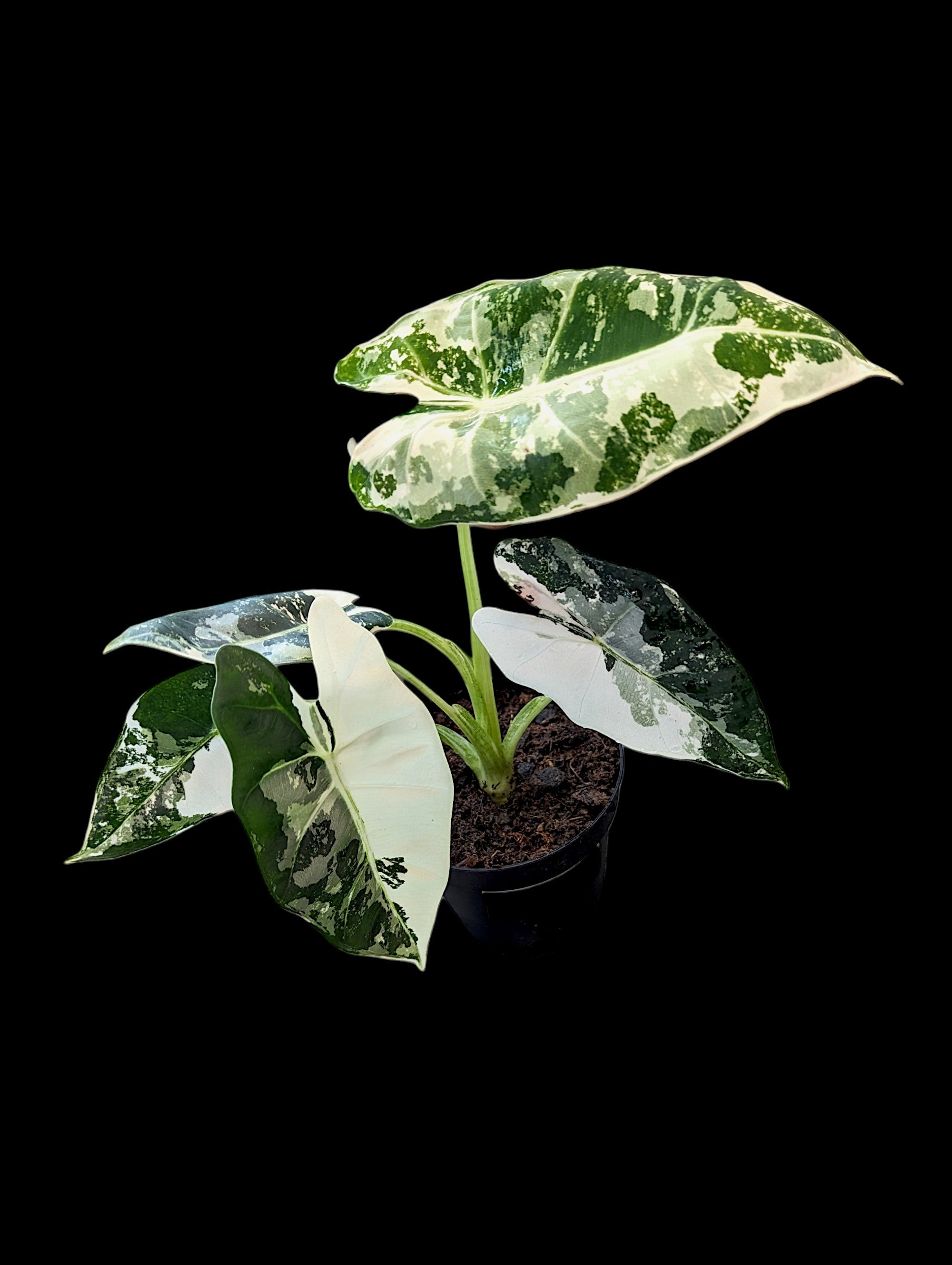 Alocasia Frydek (variagée)