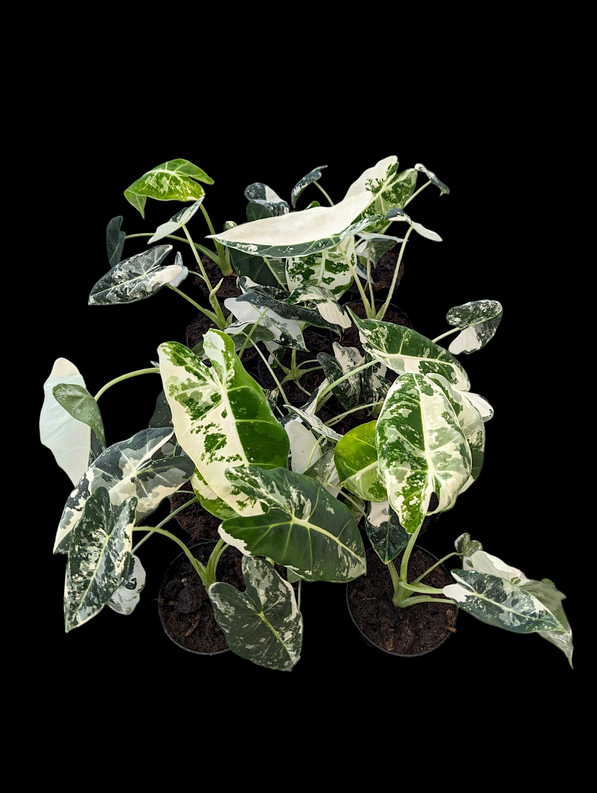 Alocasia Frydek Variagated