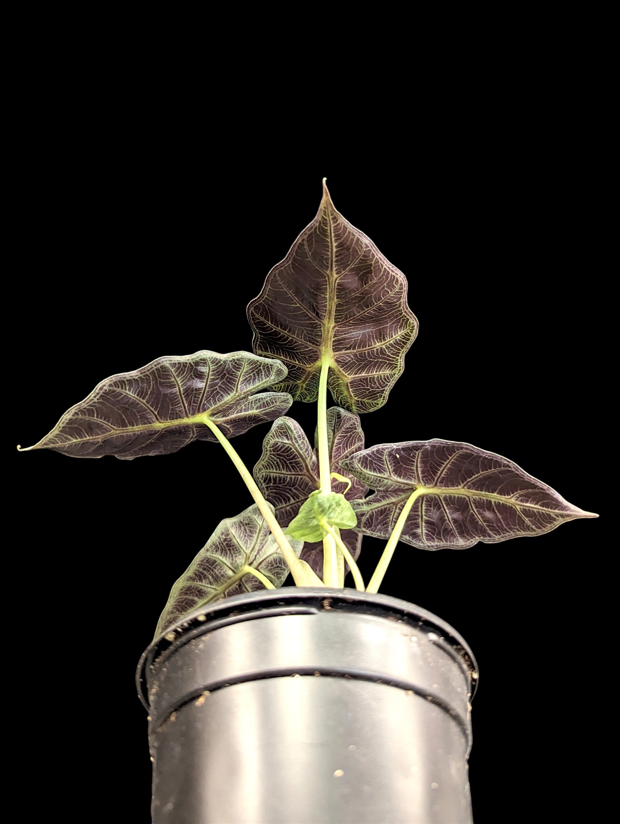 Alocasia Mandalay