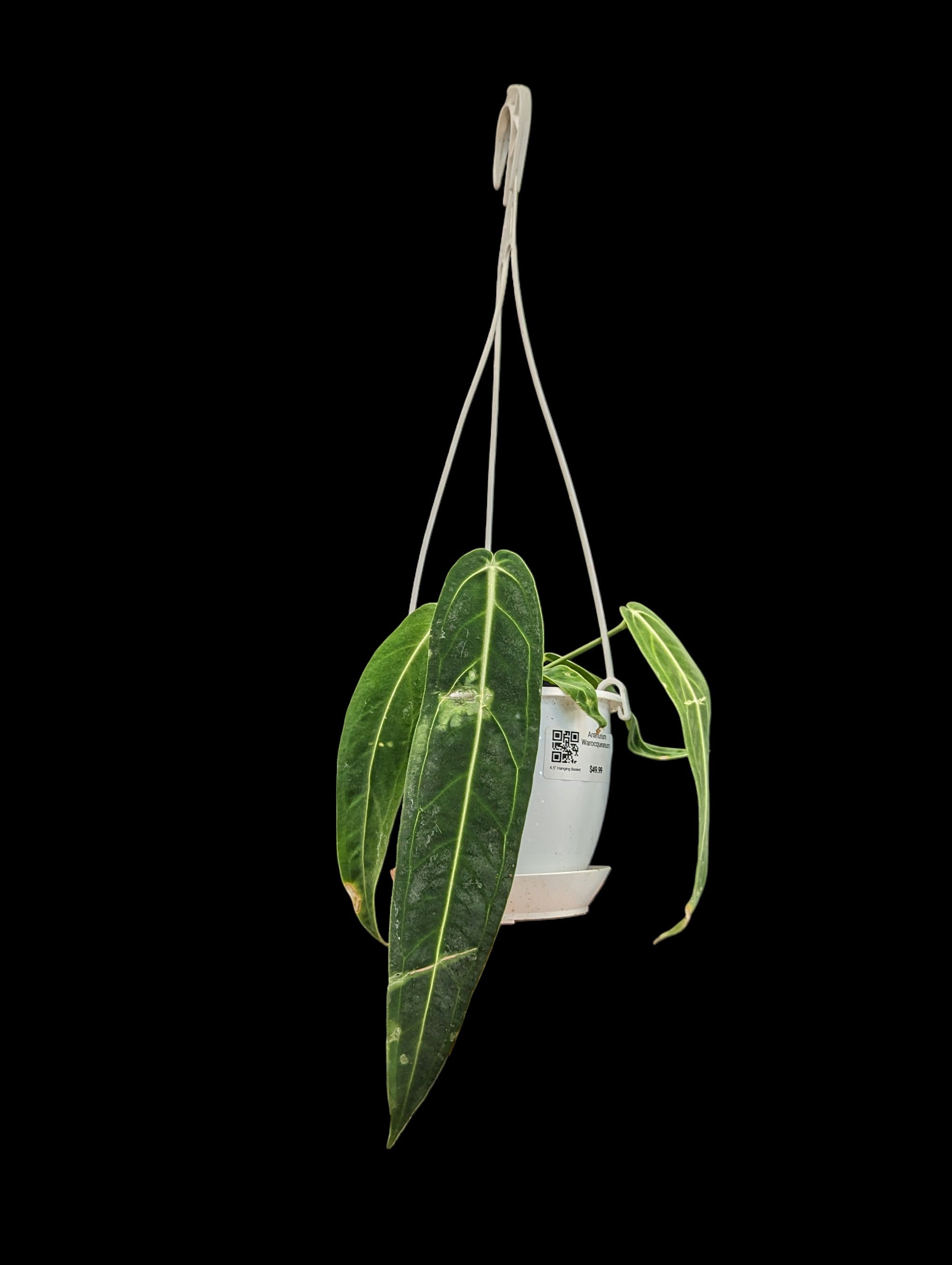 Anthurium Warocqueanum