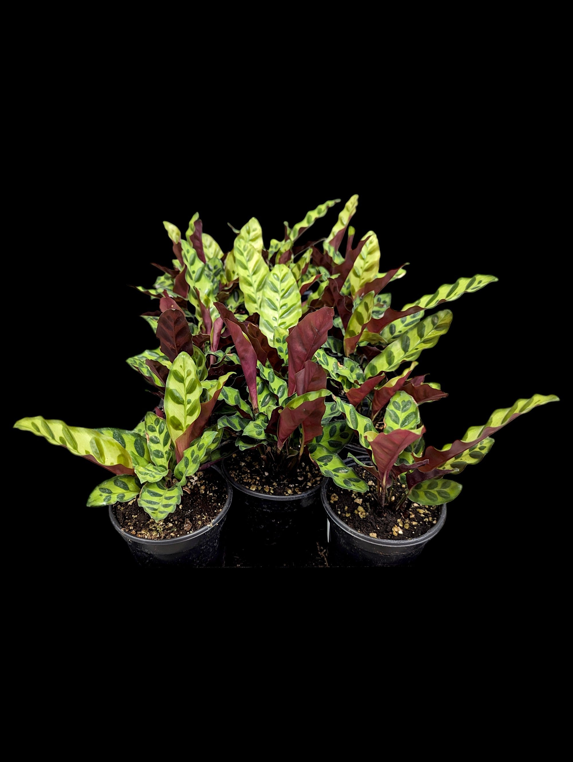 Calathea Rattlesnake