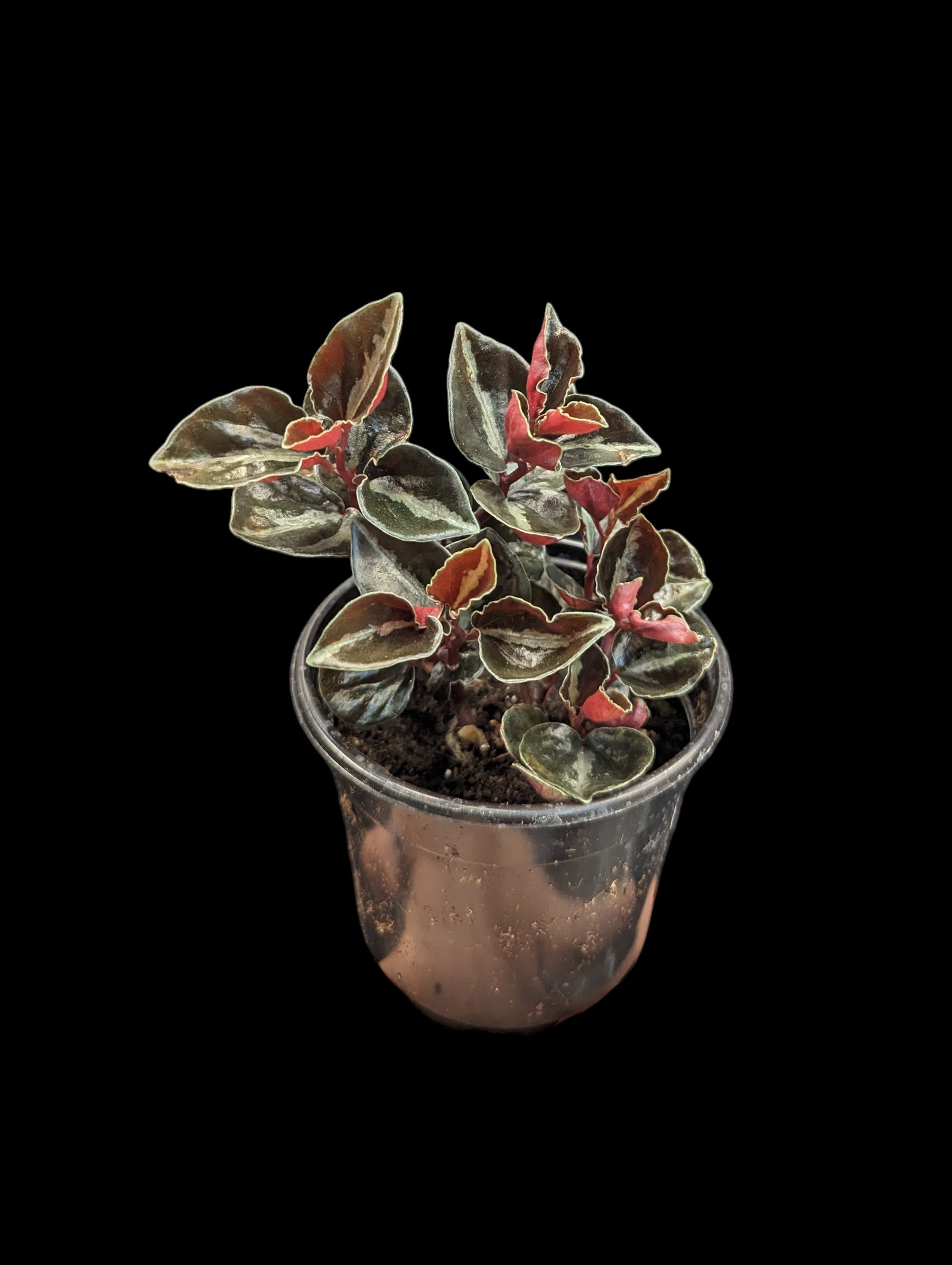 Peperomia metallica
