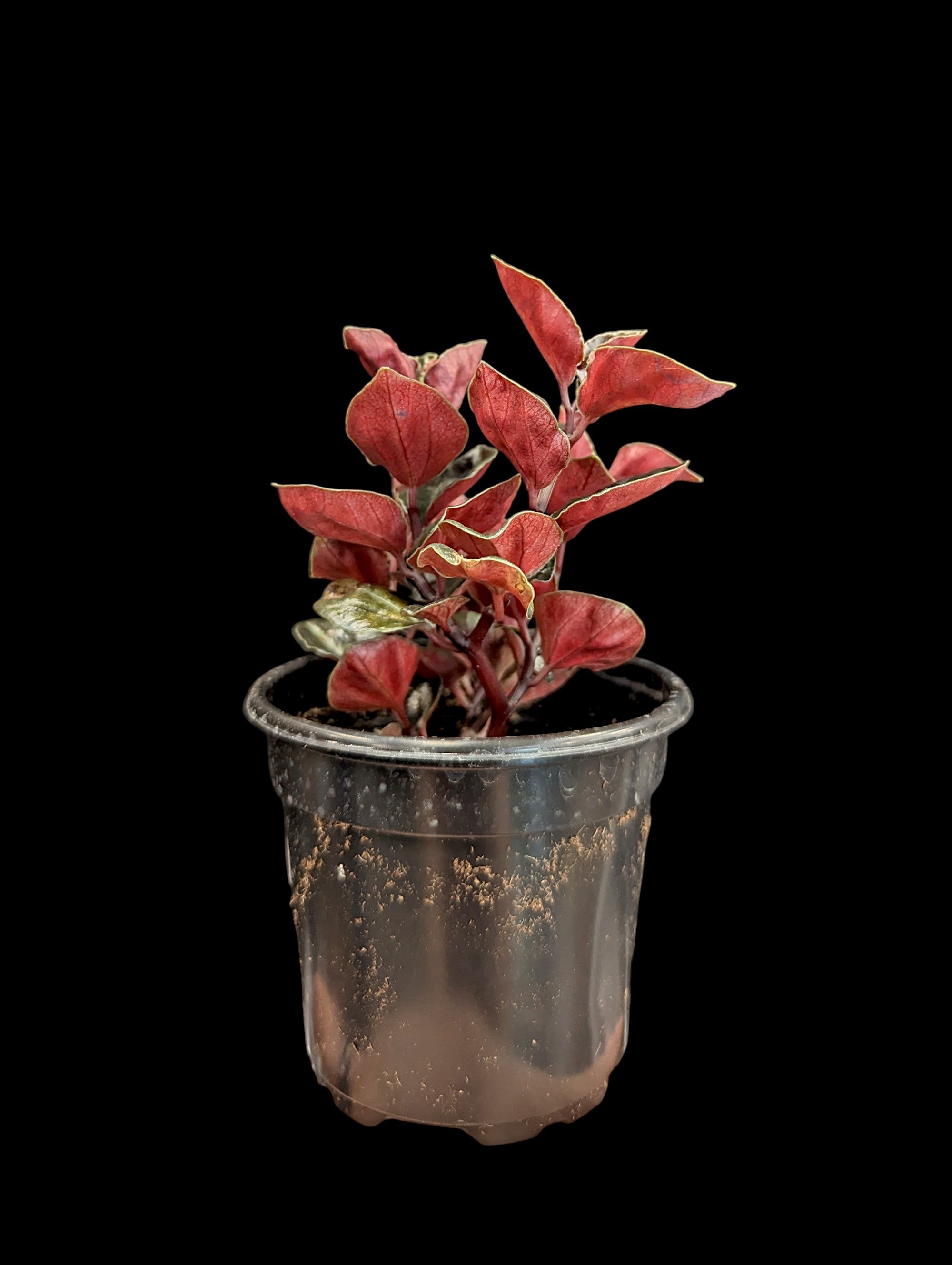 Peperomia metallica
