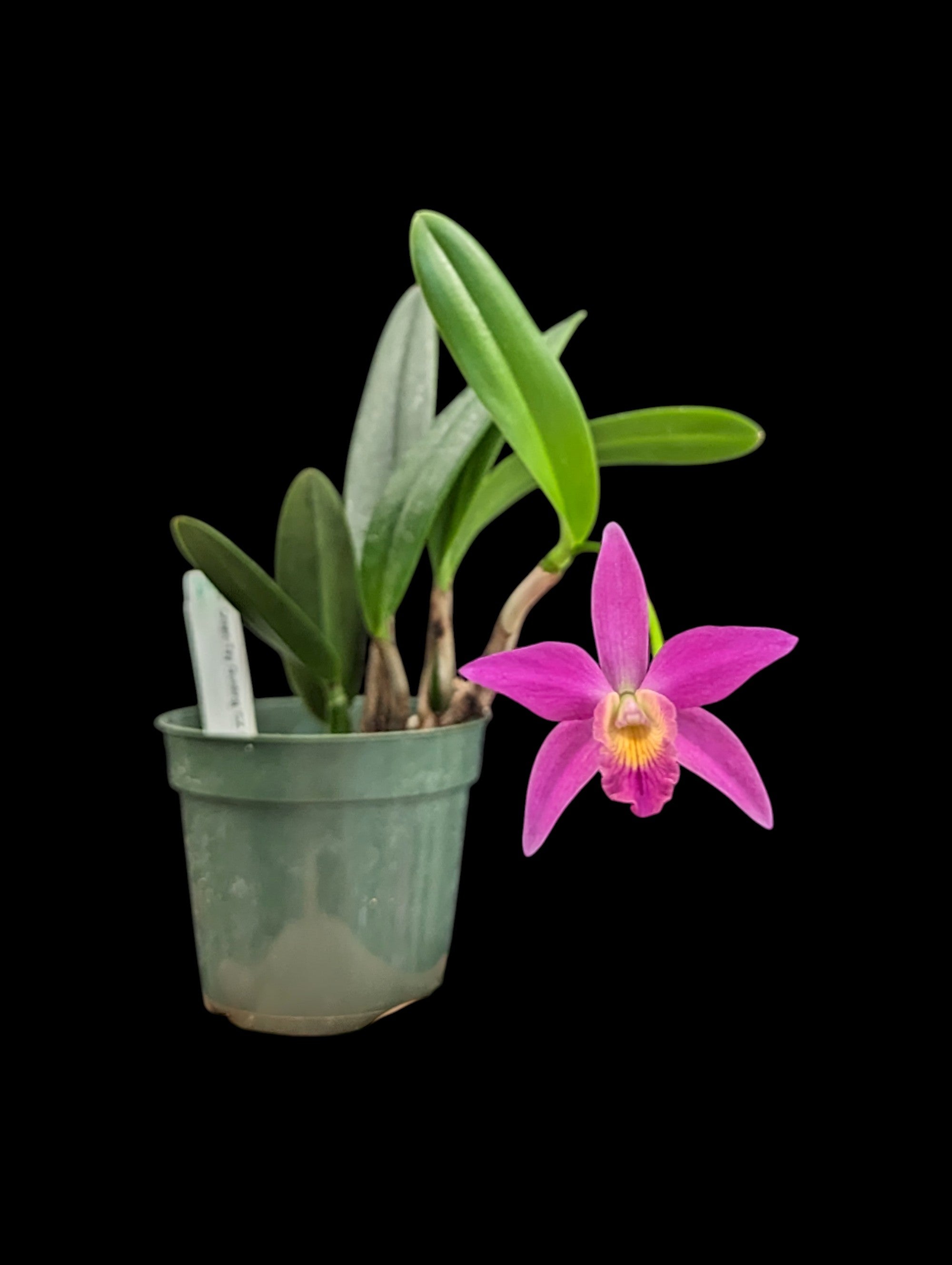Cattleya Chian-Tzy guide « CZ Red Top »