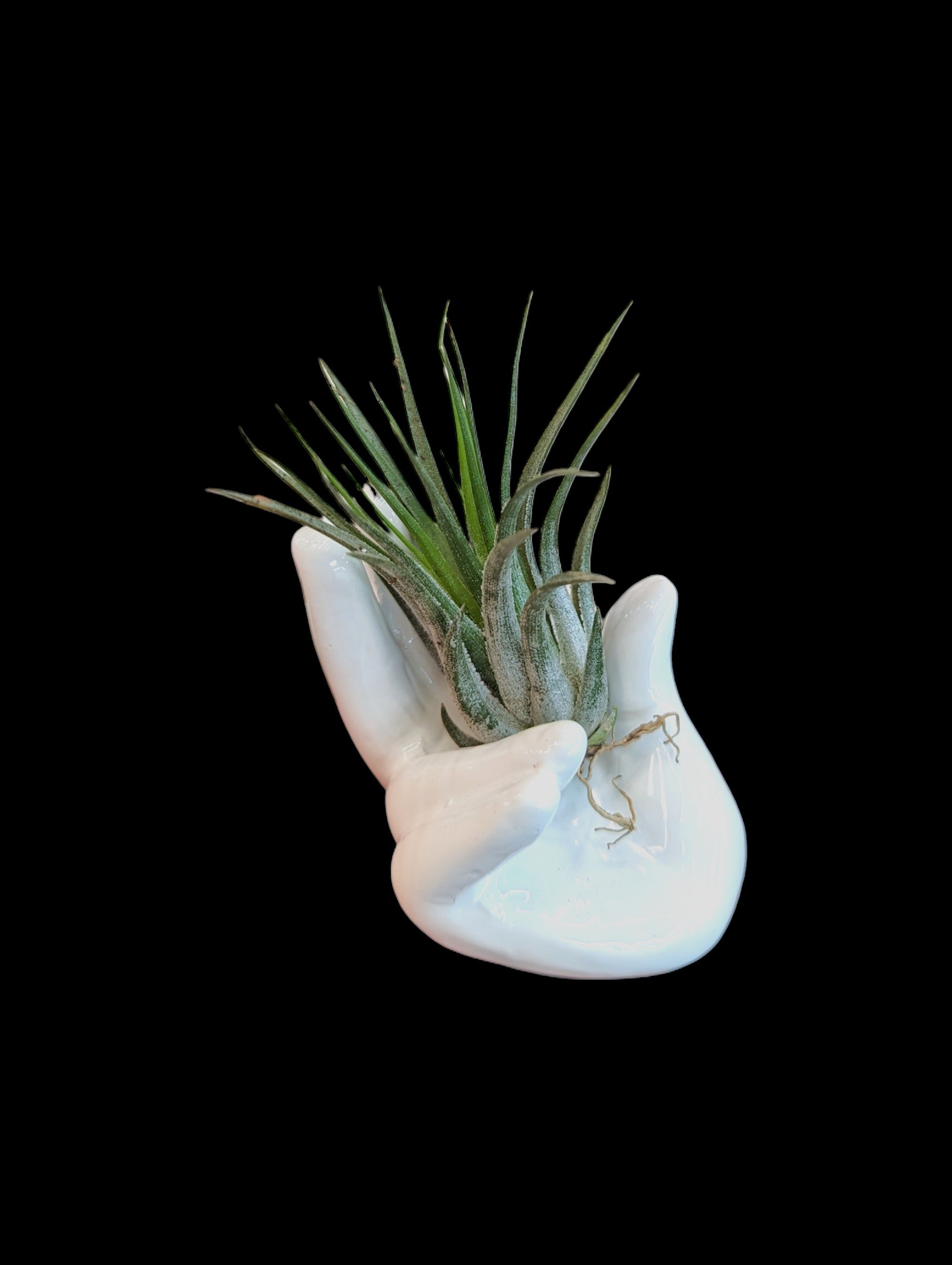 Clasped Hands Tillandsia Holder